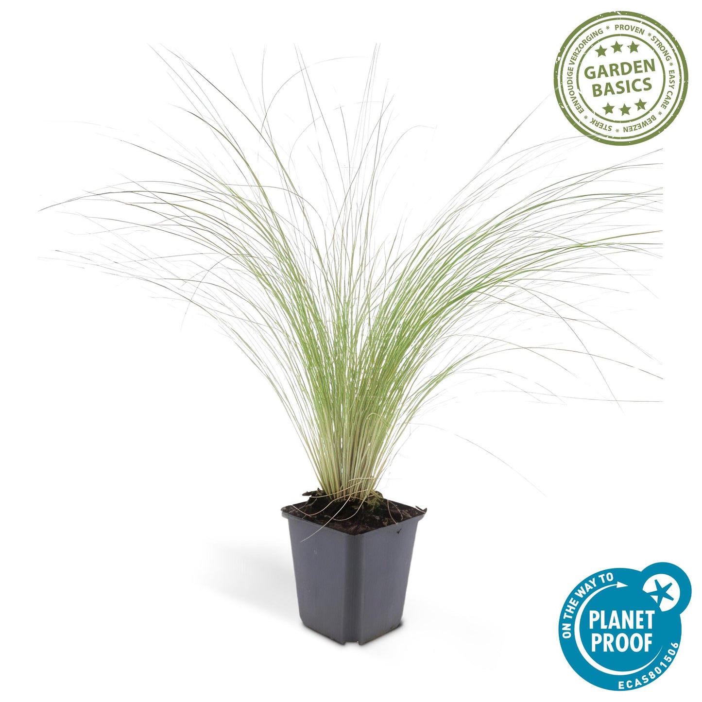 40x Stipa tenuissima 'Ponytails' - ↕10-25cm - Ø9cm - Pflanzfix24.de - Pflanzfix24.de