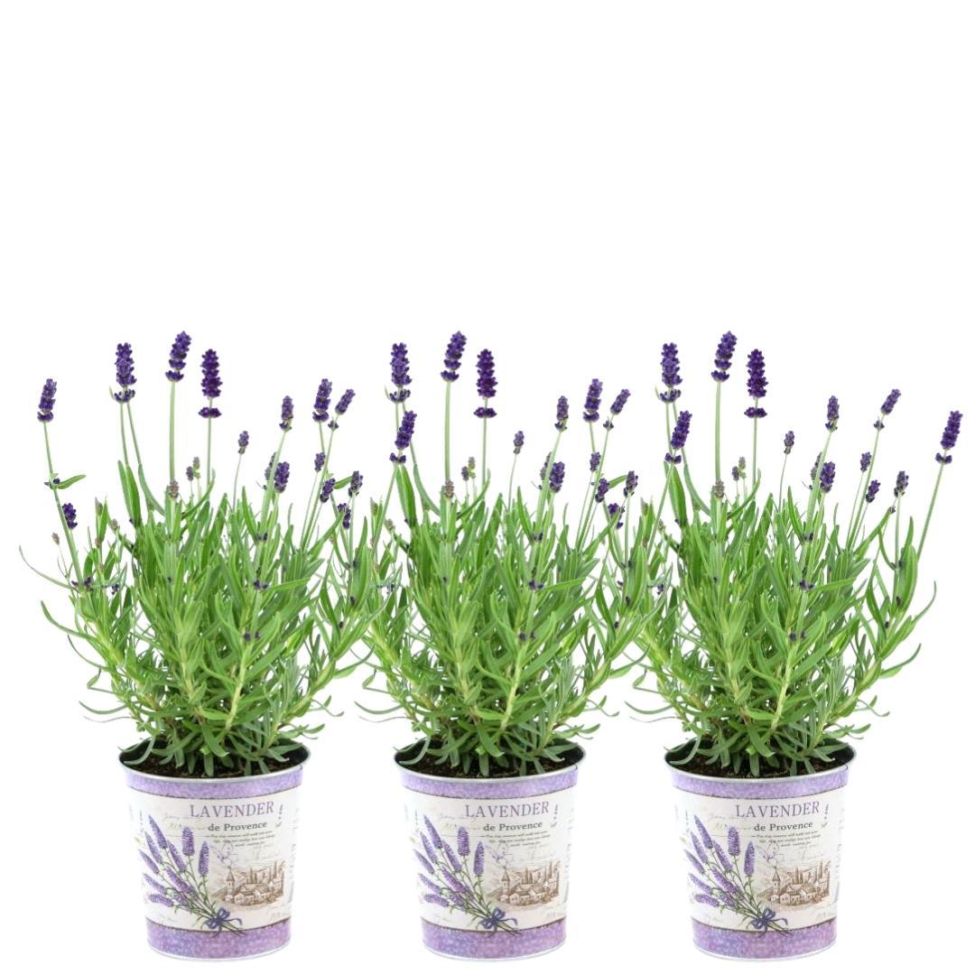 Lavandula angustifolia Felice® 3er-Set im Dekotopf – Pflanzfix24.de - Pflanzfix24.de