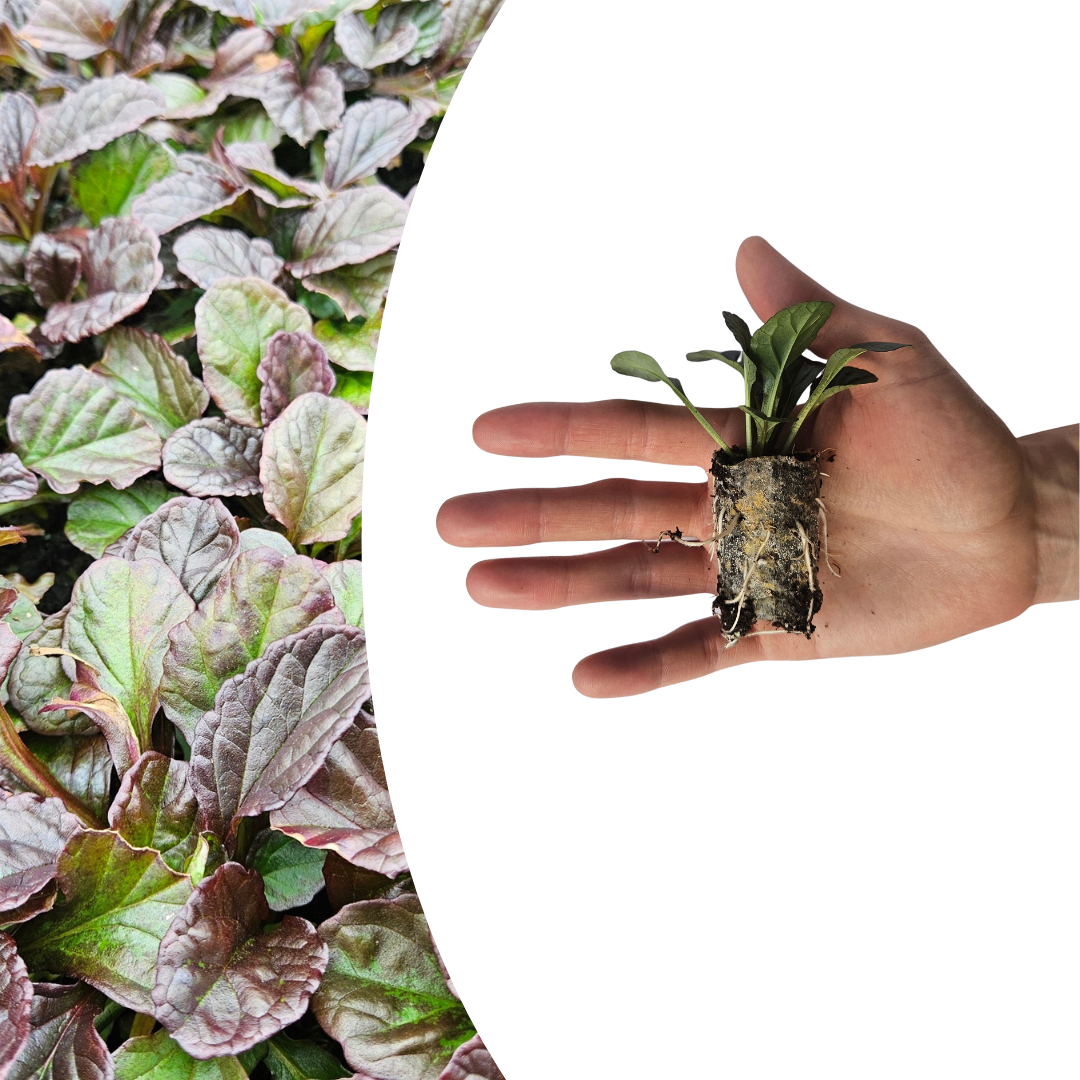 Ajuga Reptans – 6 Pflanzenstecker - Pflanzfix24.de - Pflanzfix24.de