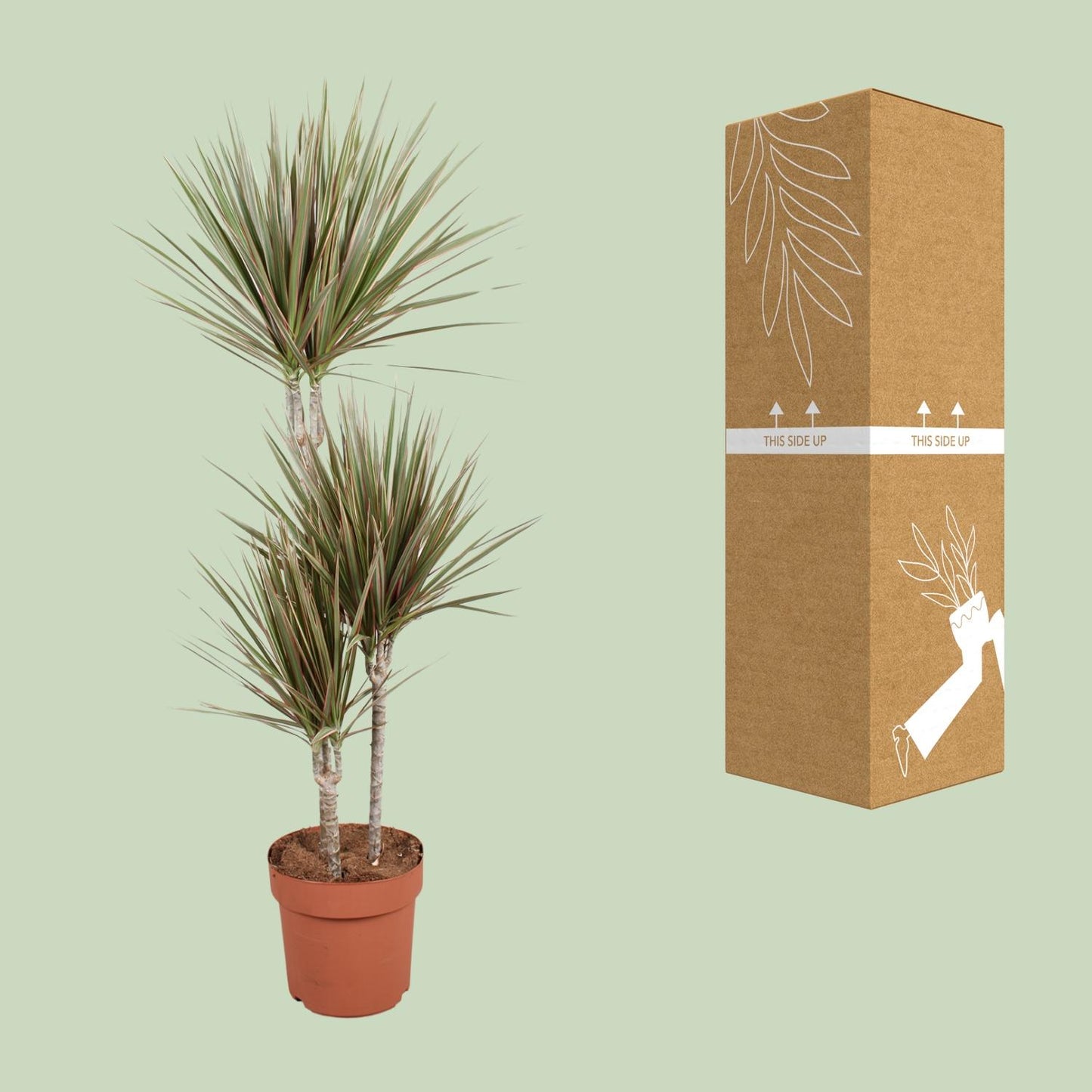 Dracaena Bicolor - Ø21cm - ↕120cm - pflanzfix24