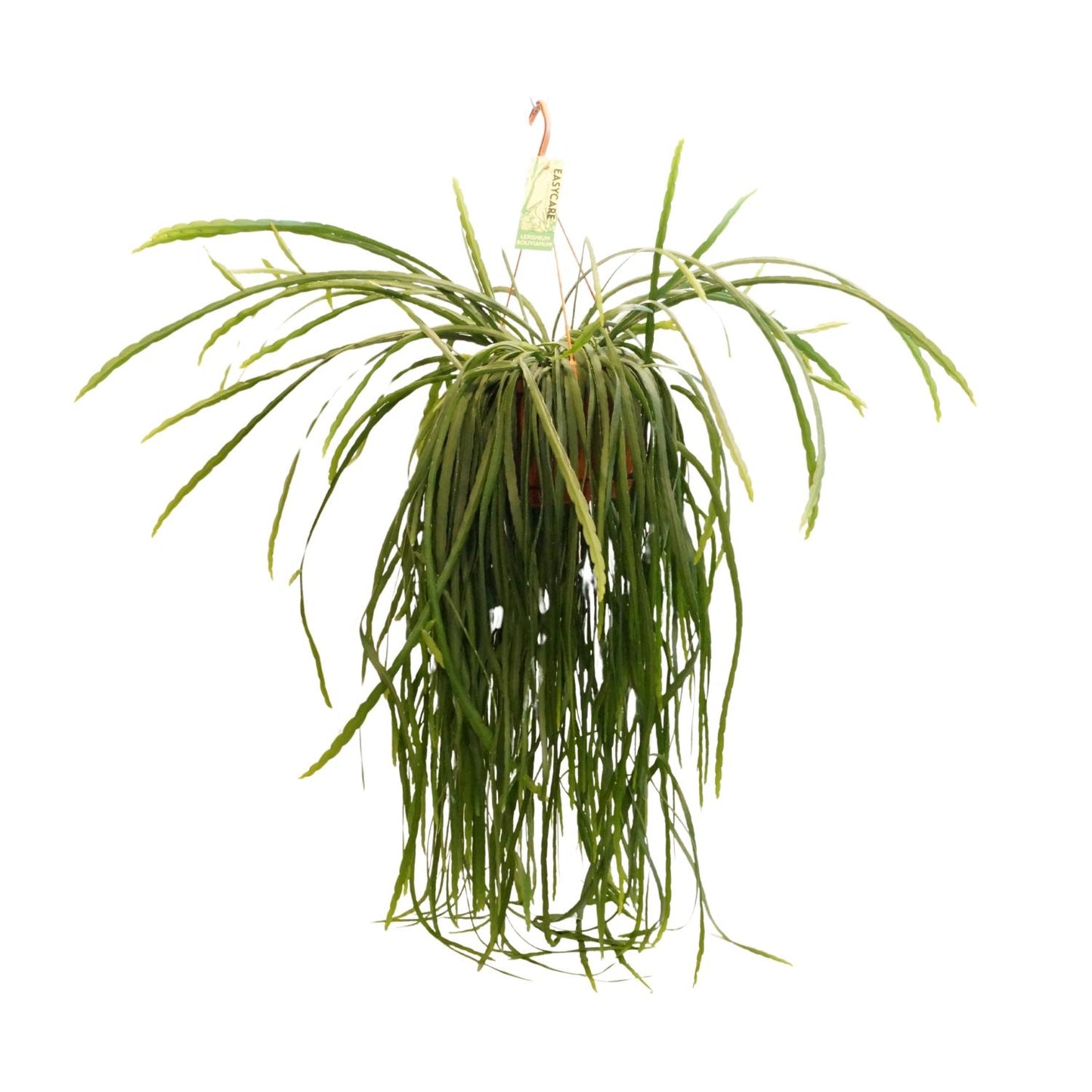 Lepismium Bolivianum - Ø21 ↕70 bei Pflanzfix24