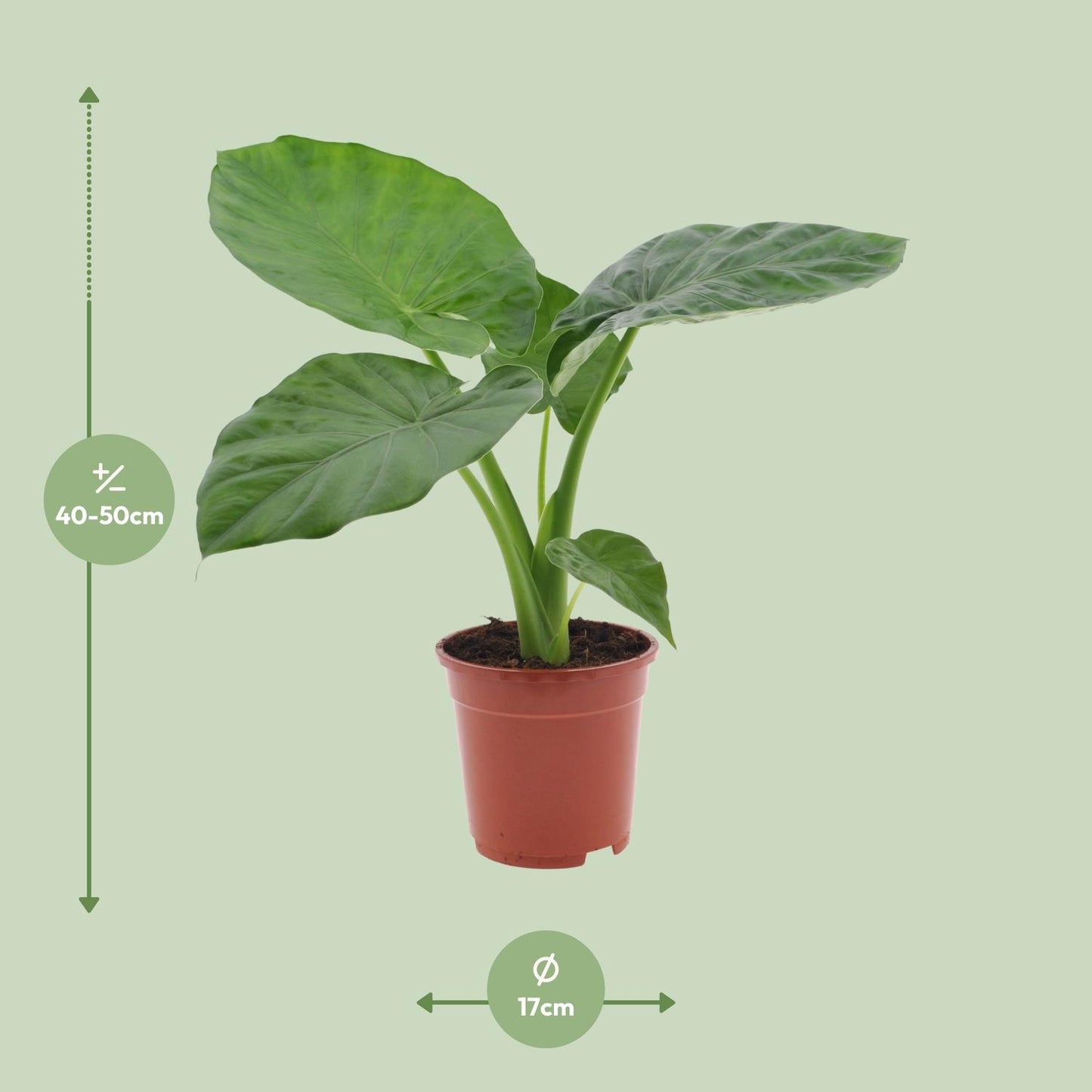 Alocasia Macrorrhiza - Ø17cm - ↕50cm - Pflanzfix24