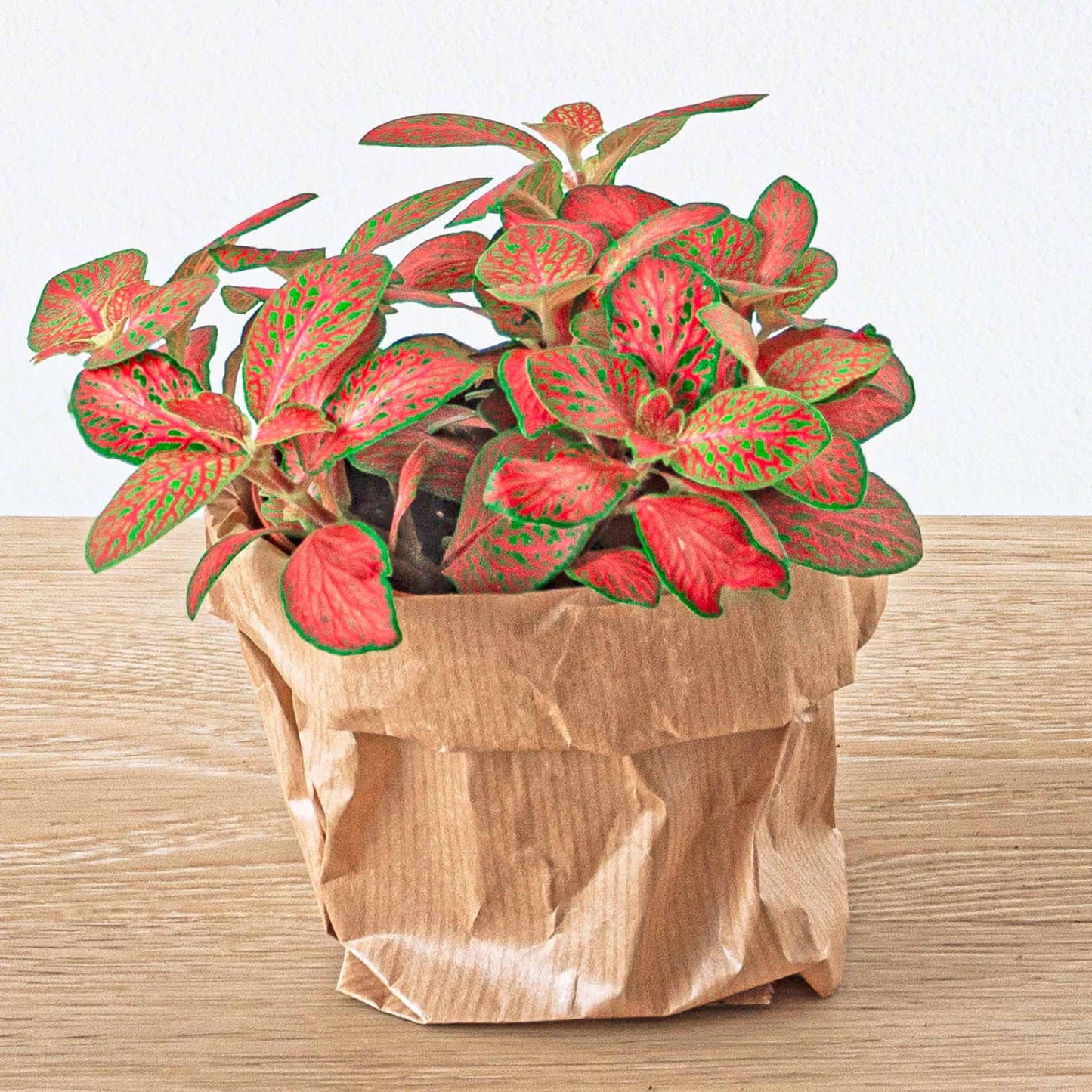 Planten Terrarium Pakket - 5 Pflanzen - DIY - Pflanzfix24