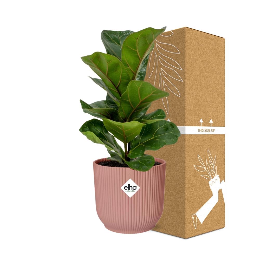 Ficus Lyrata Bambino im ELHO Vibes Fold 14cm – Pflanzfix24
