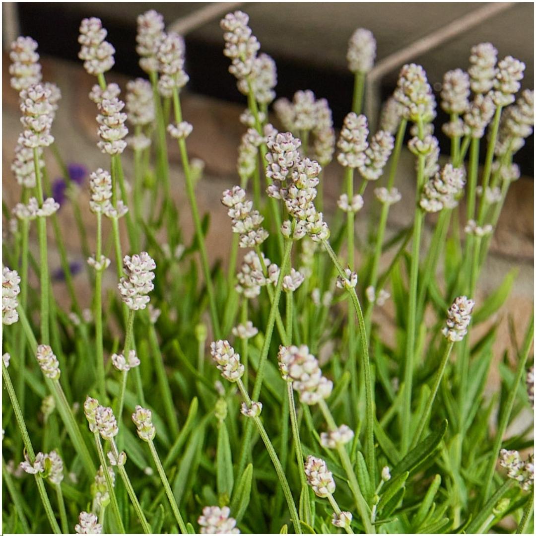 12er Set Lavendel Angustifolia Weiß - Ø7 cm - Pflanzfix24.de