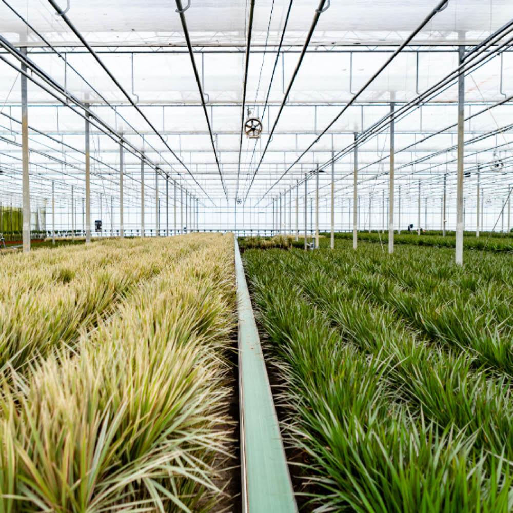 Dracaena 120cm + 70cm Set - Pflanzfix24.de - Pflanzfix24.de
