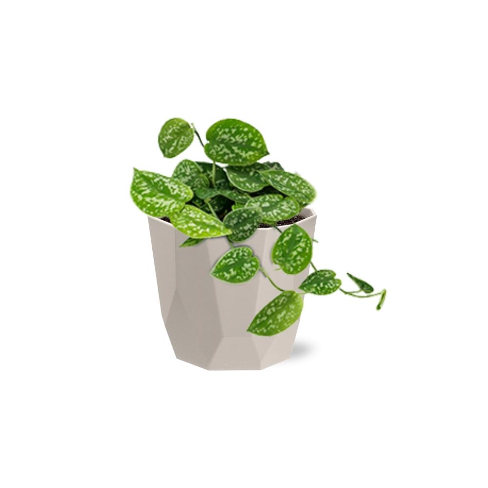 Scindapsus Pictus ‘Argyraeus’ in ELHO b.for rock 14 cm warm grey - Pflanzfix24