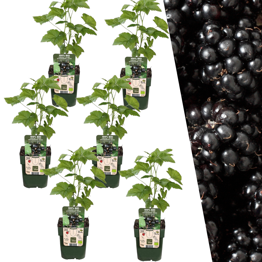 6 x Brombeerenpflanzen BIO - Ø 13 cm - ↨ 20 cm - Pflanzfix24