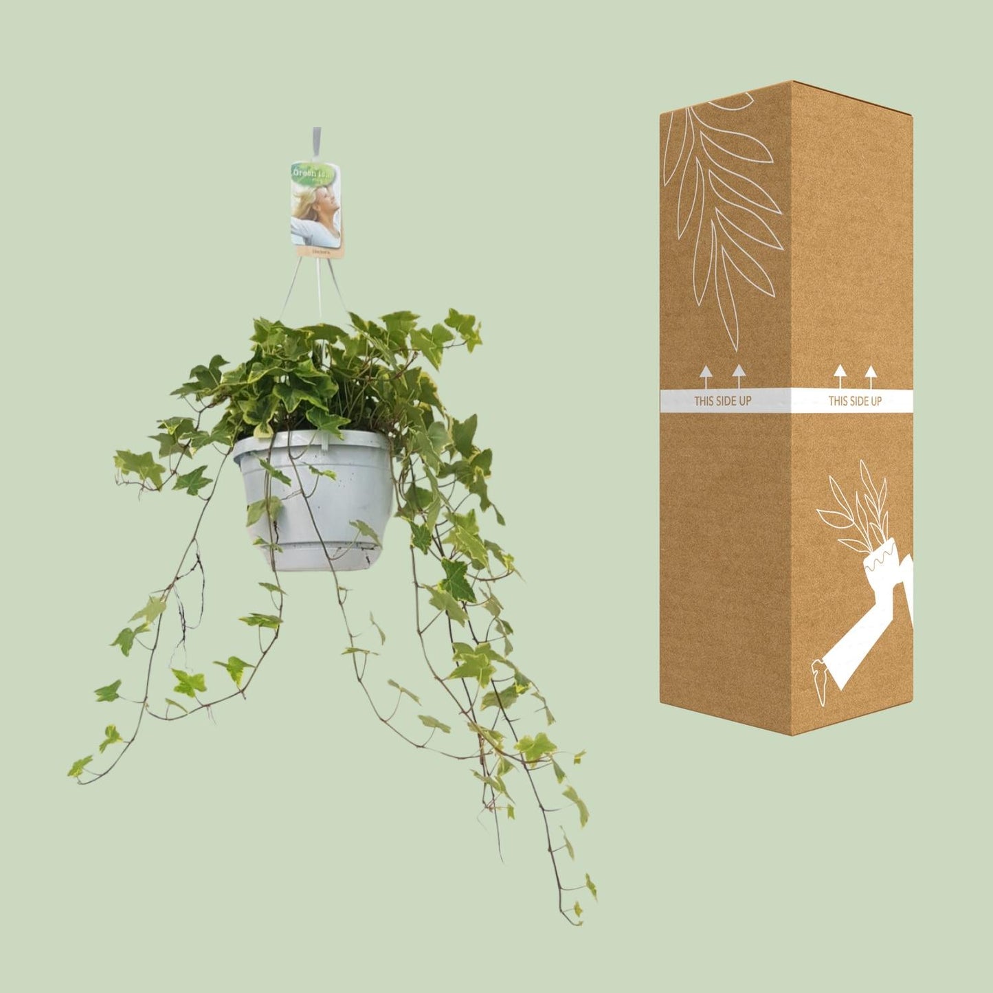 Hedera Helix Geelbont - Hangpot Wit / Basic - Ø17cm - Pflanzfix24