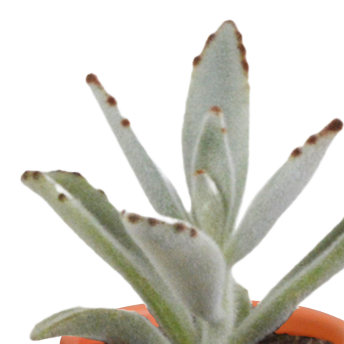 Cactus en vetplanten Mischung 5,5 cm | 15 stück - in Mexicaanse pot - Pflanzfix24.de - Pflanzfix24.de