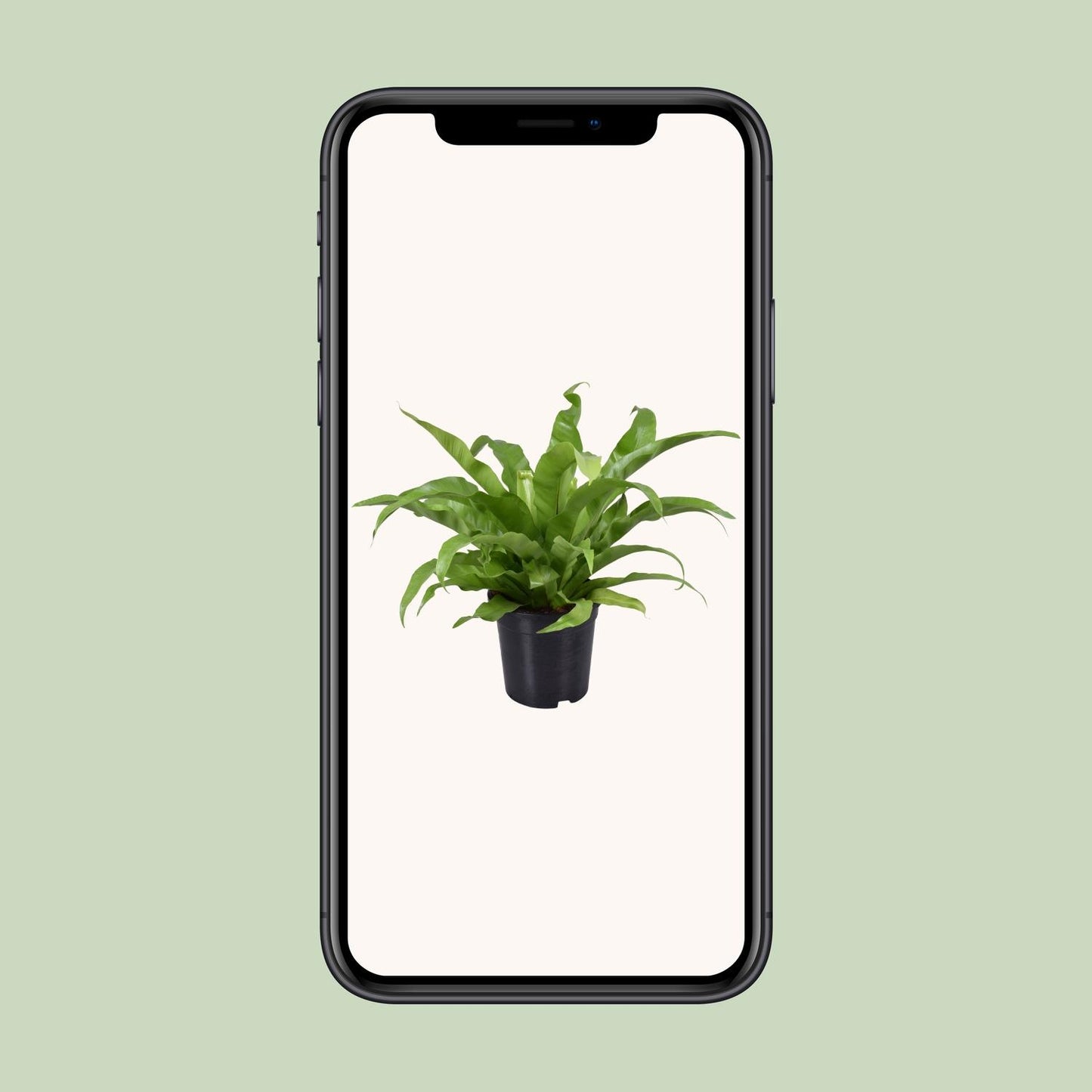 Asplenium Antiquum - Ø17cm - ↕45cm von Pflanzfix24.de - Pflanzfix24.de