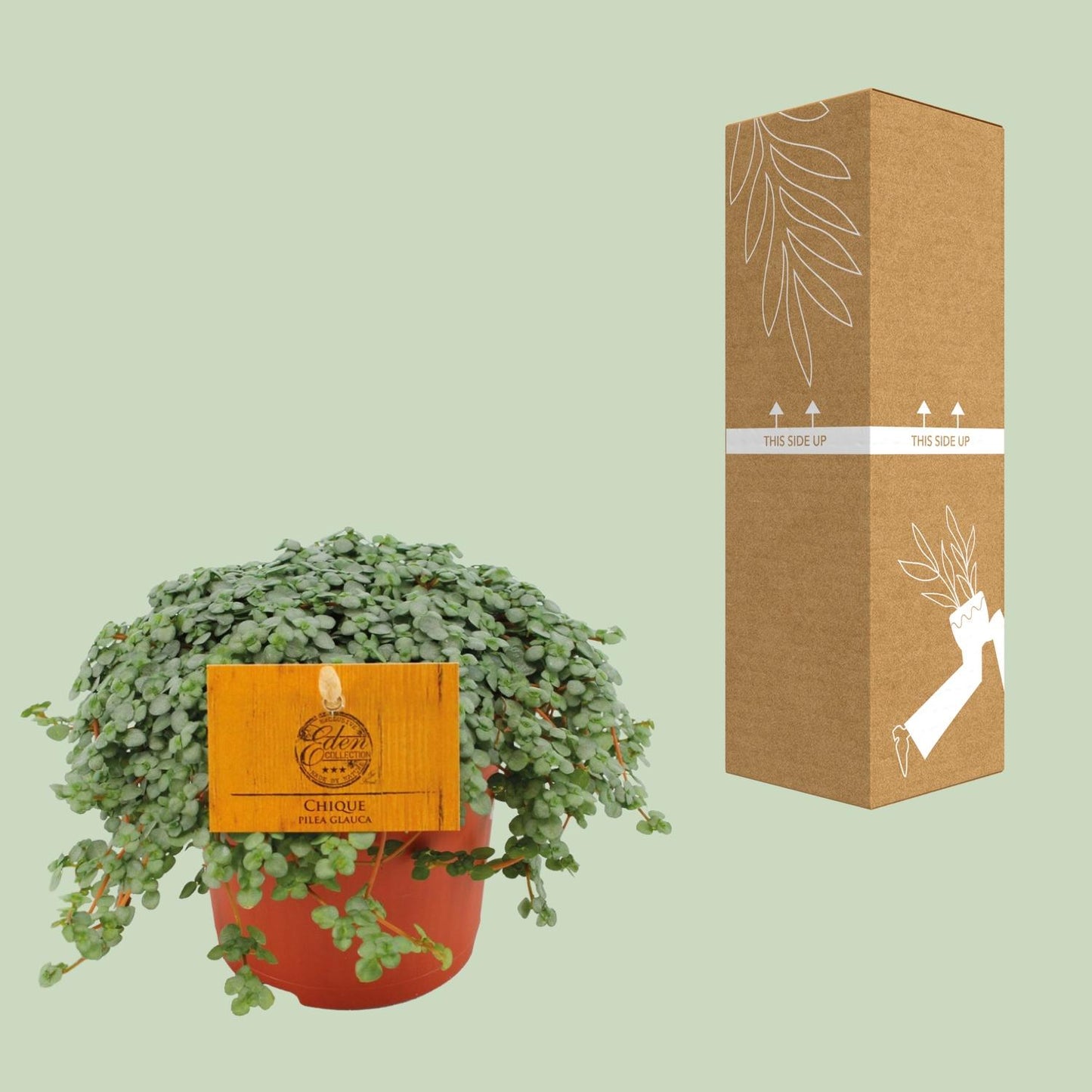 Pilea Glauca Ø11cm – Elegante Zimmerpflanze | Pflanzfix24.de - Pflanzfix24.de