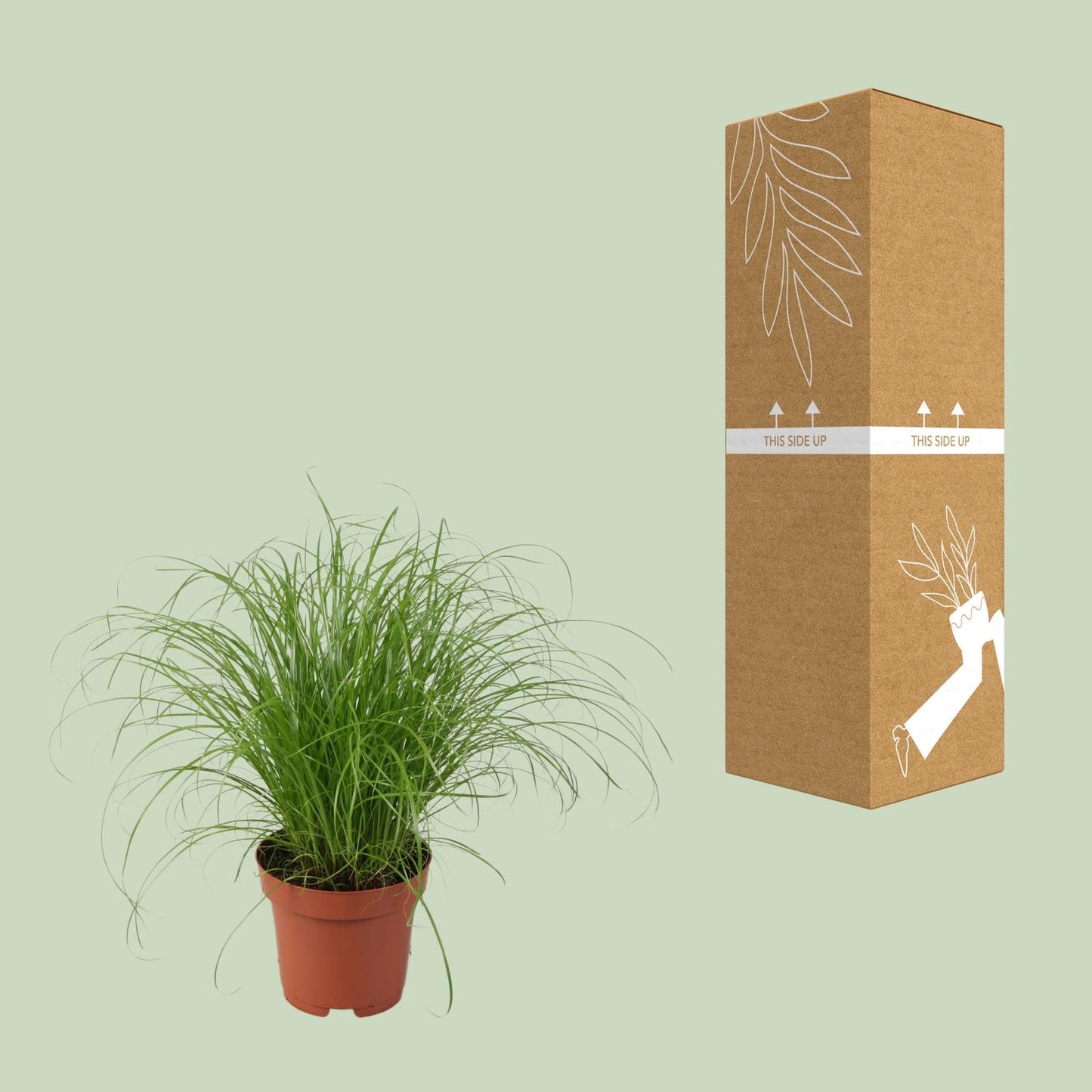 Cyperus Alternifolius Zumula - Ø12cm - ↕28cm - Pflanzfix24.de - Pflanzfix24.de