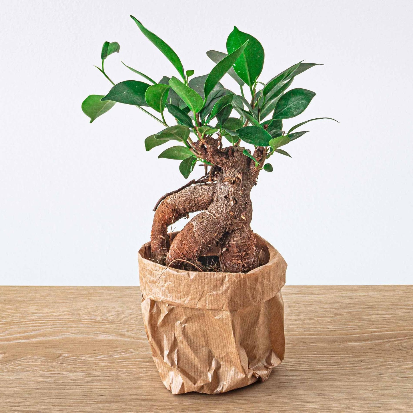Ficus microcarpa ginseng bonsai - Potmaat 9 bei Pflanzfix24.de - Pflanzfix24.de