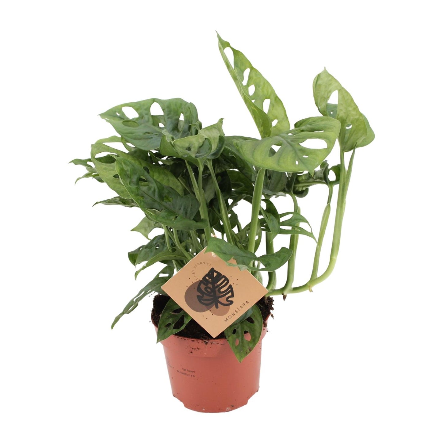 Monstera Monkey Ø12cm – pflegeleichte Zimmerpflanze | Pflanzfix24