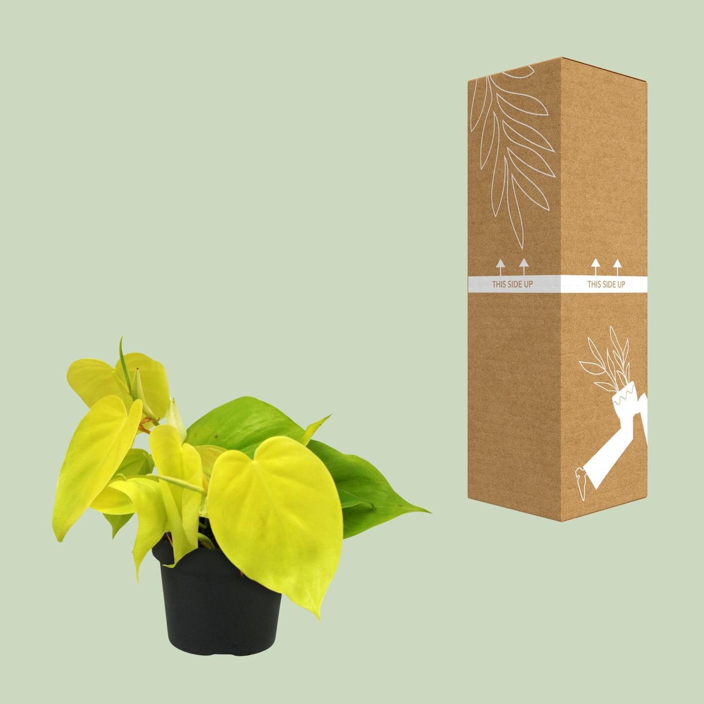 Philodendron Lime 12cm – elegante Zimmerpflanze | Pflanzfix24.de - Pflanzfix24.de