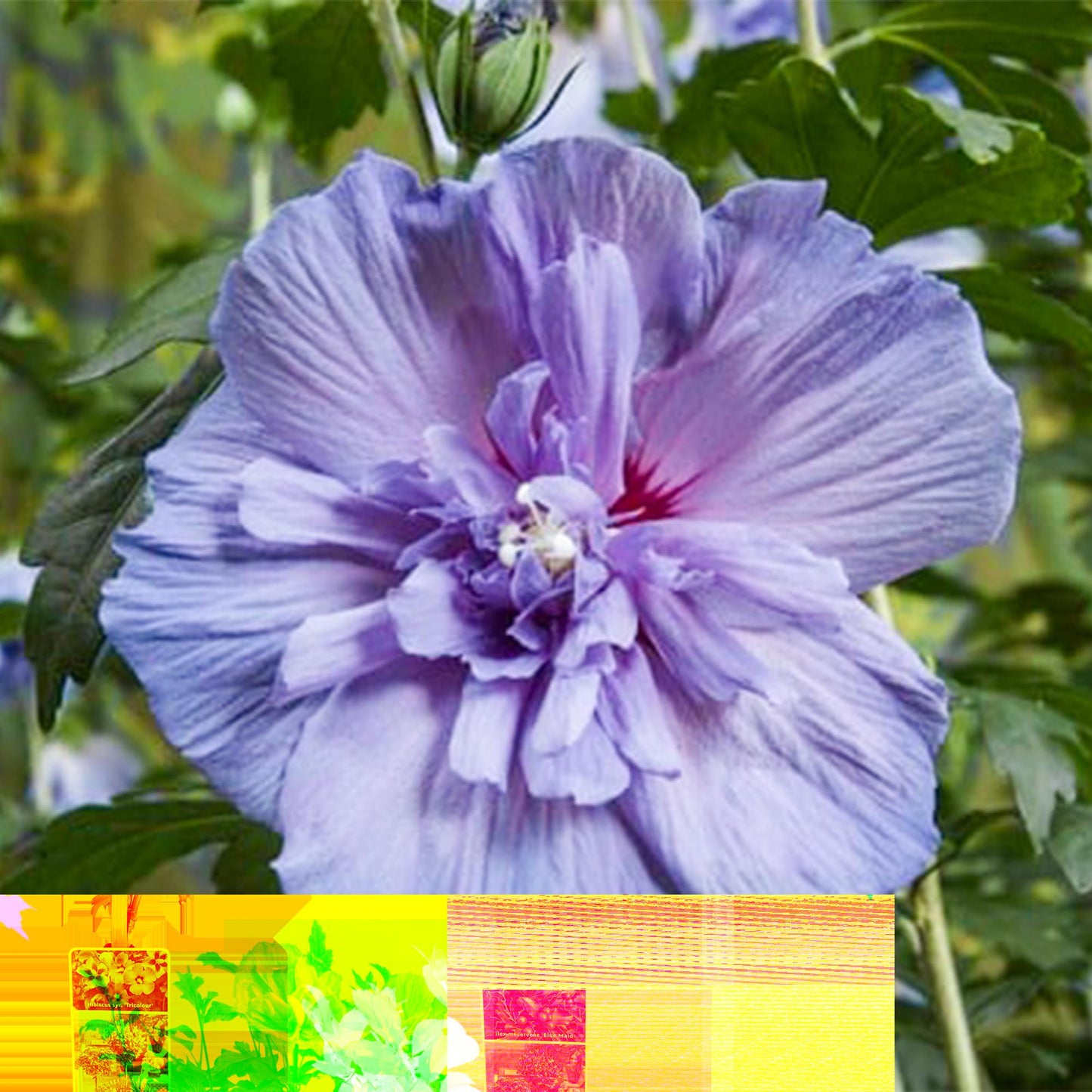 Hibiscus Blue Chiffon® Stammpflanze 90cm | Pflanzfix24