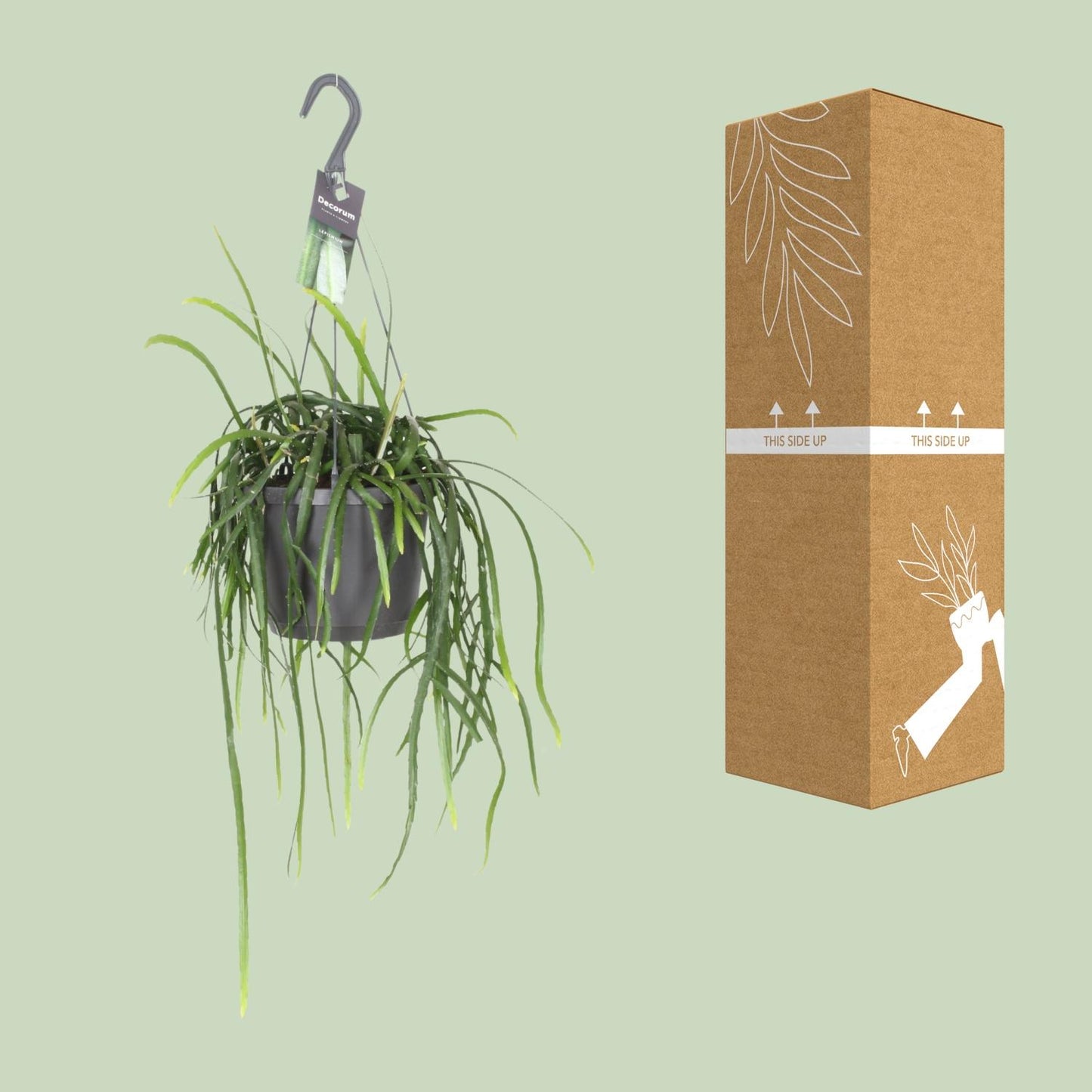 Lepismium Bolivianum – Kaktus 40 cm Ø17 | Pflanzfix24.de - Pflanzfix24.de