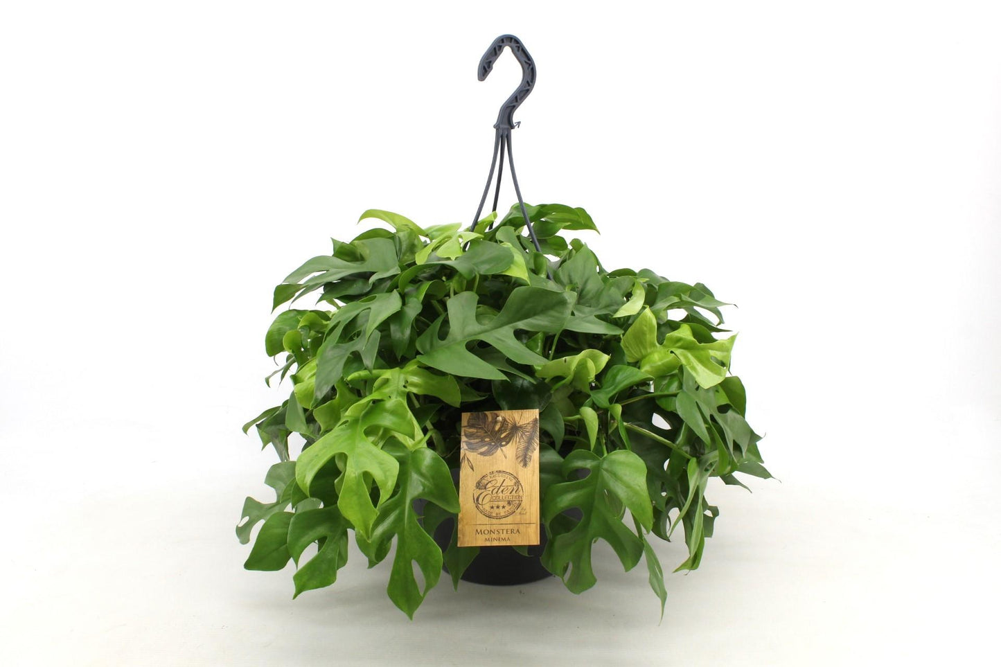 Monstera Minima 27cm HP - Pflanzfix24