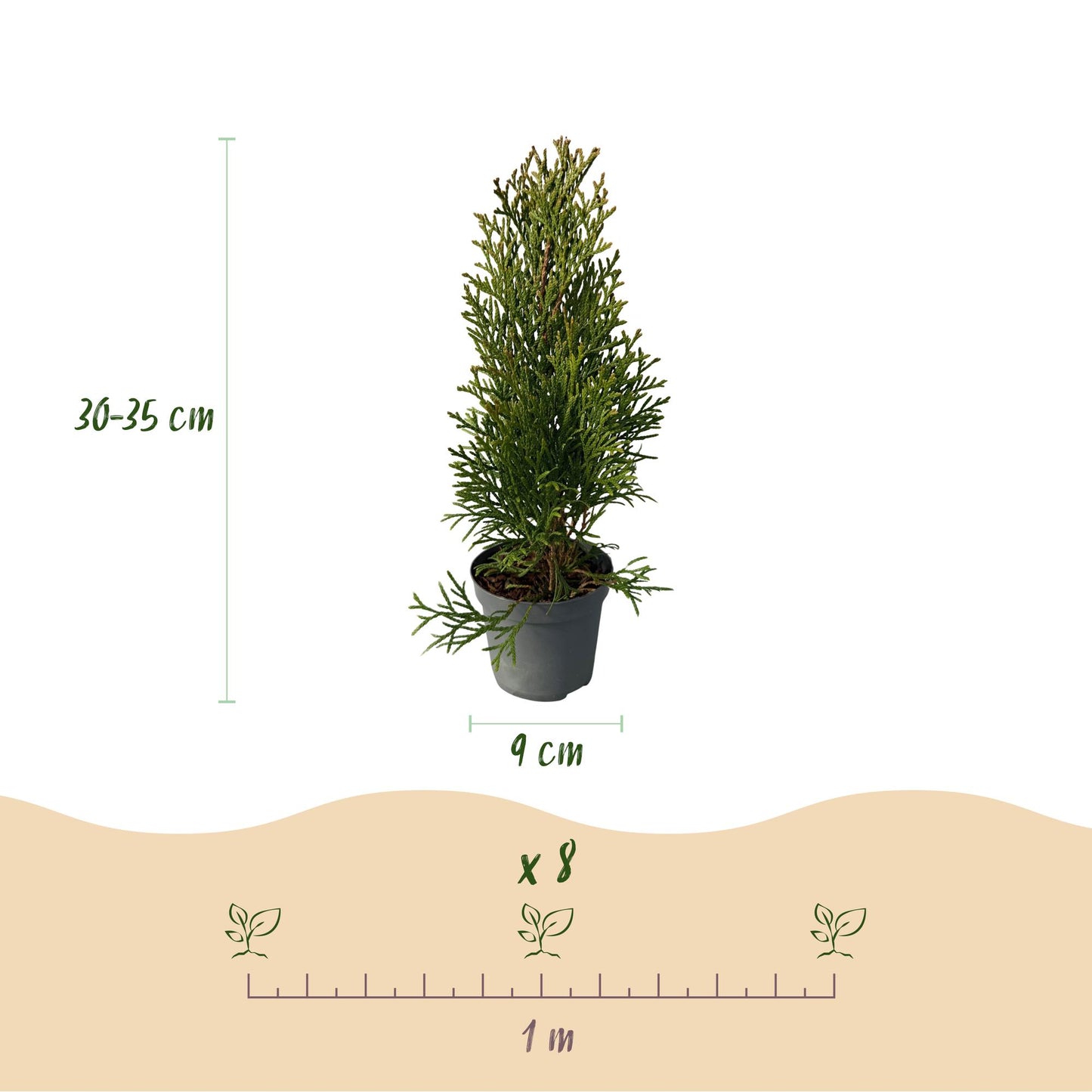 GreenboutiQ - Thuja occidentalis Smaragd Heckenpflanze - 8 Pflanzen - Pflanzfix24.de - Pflanzfix24.de
