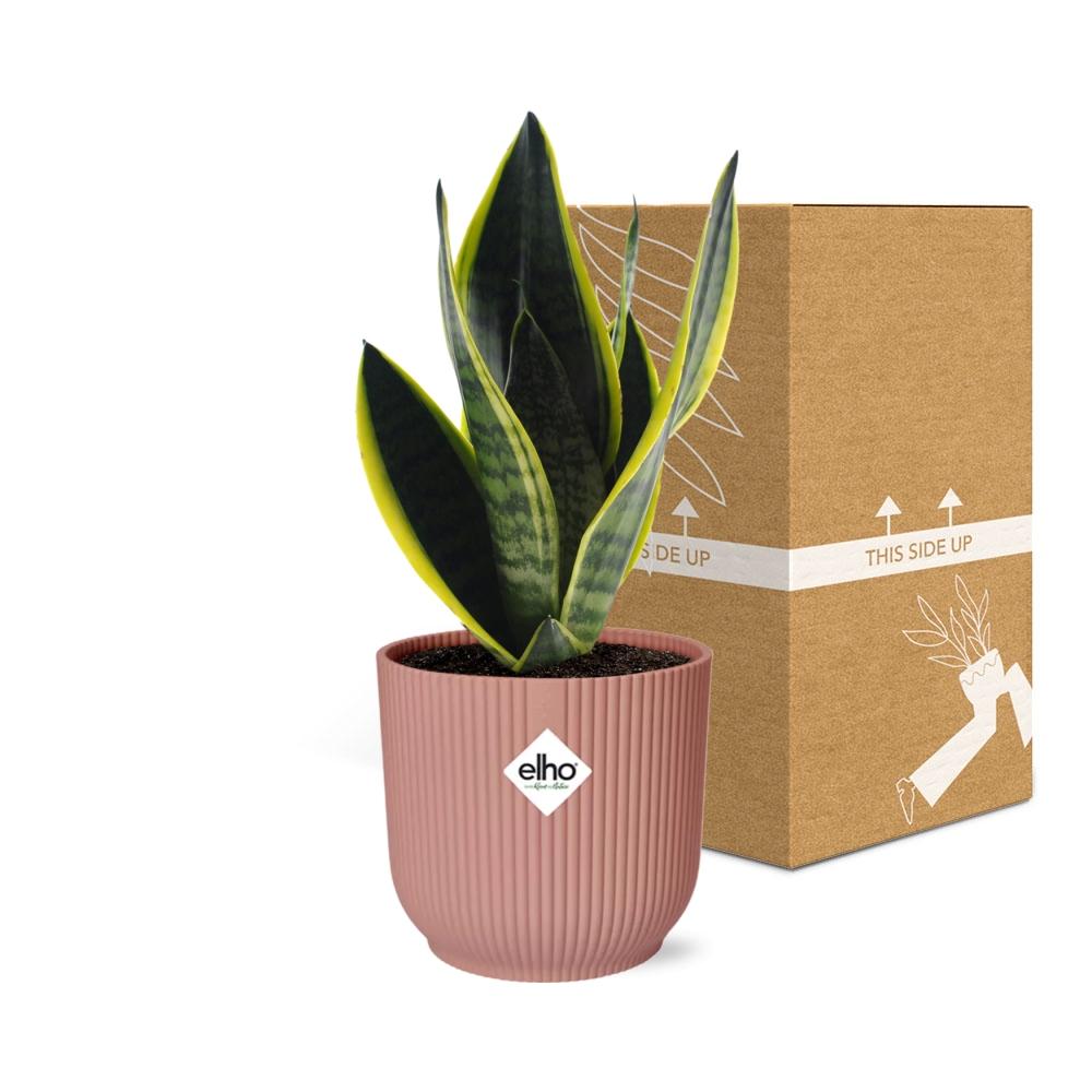Sansevieria Futura Superba rosa 14cm – Schwiegermutterzunge | Pflanzfix24