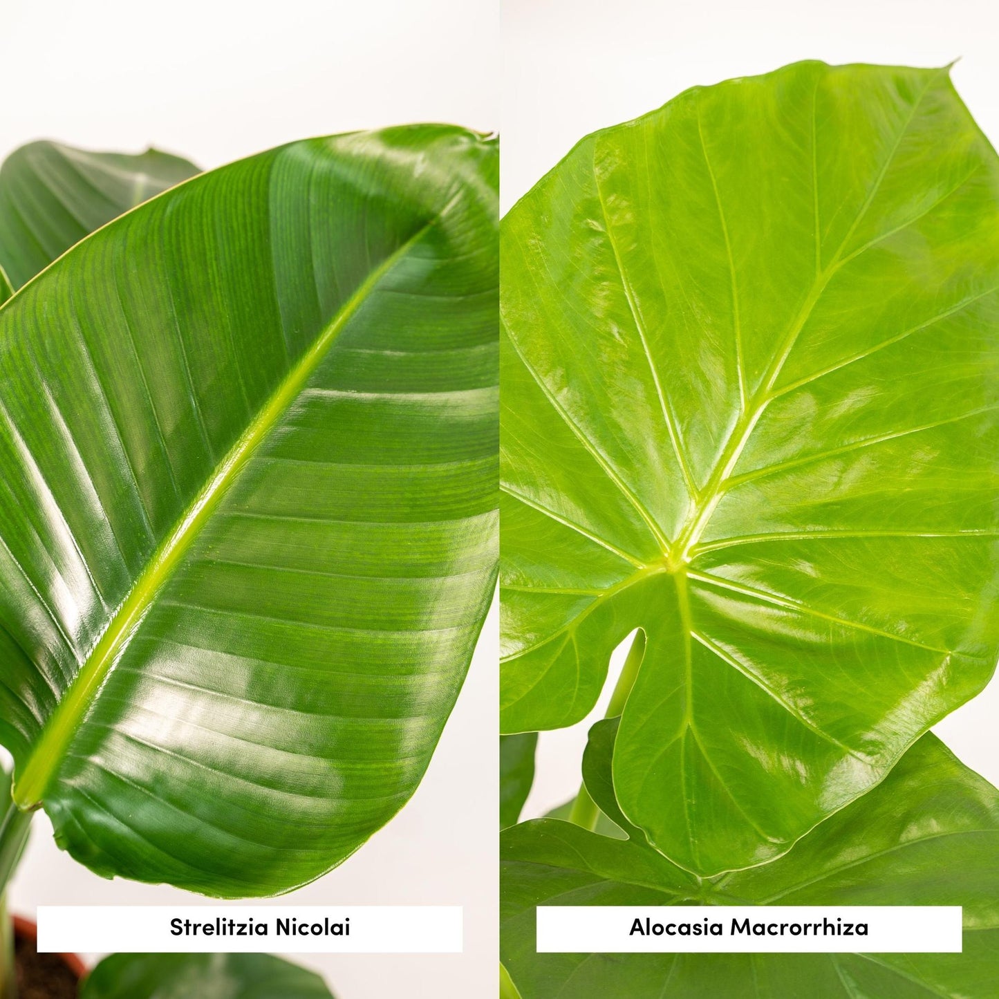 Strelitzia & Alocasia Set mit Korb – Pflanzfix24.de - Pflanzfix24.de