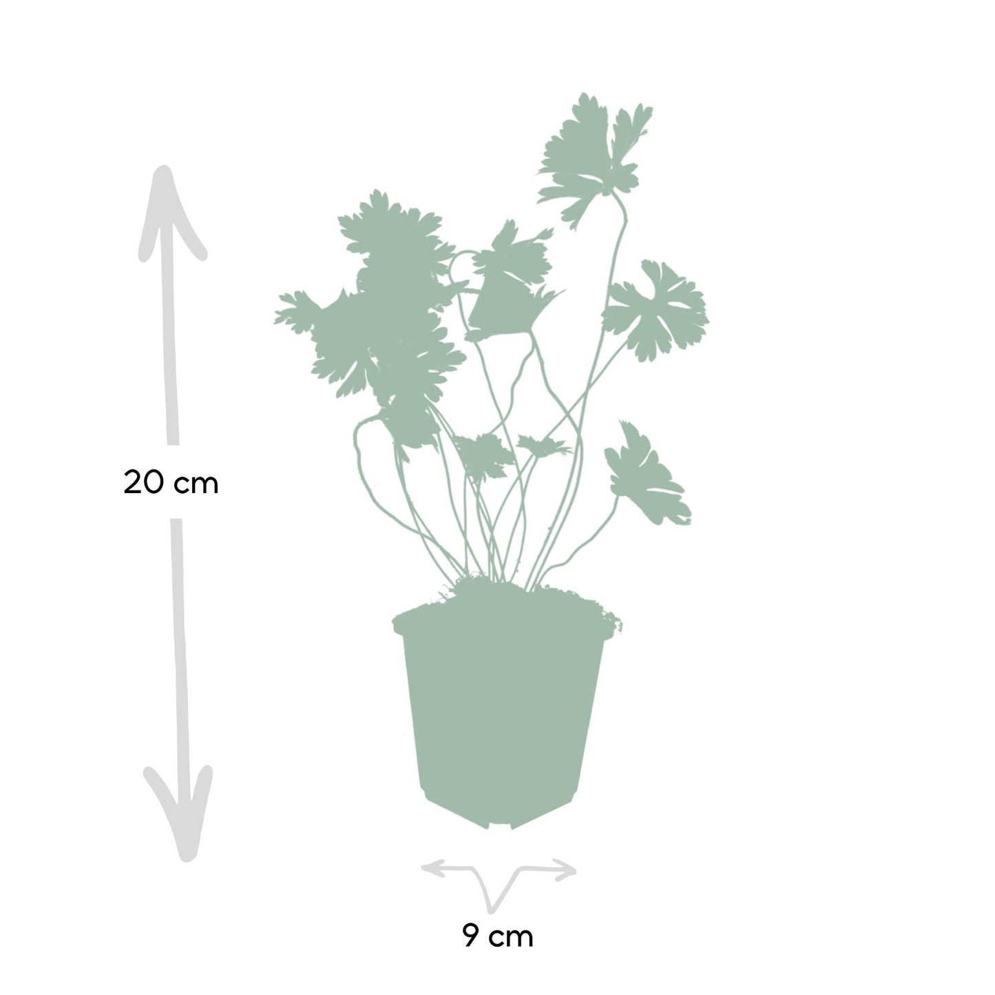12x Geranium Rozanne – langblühender Bodendecker in Lila | Pflanzfix24.de - Pflanzfix24.de
