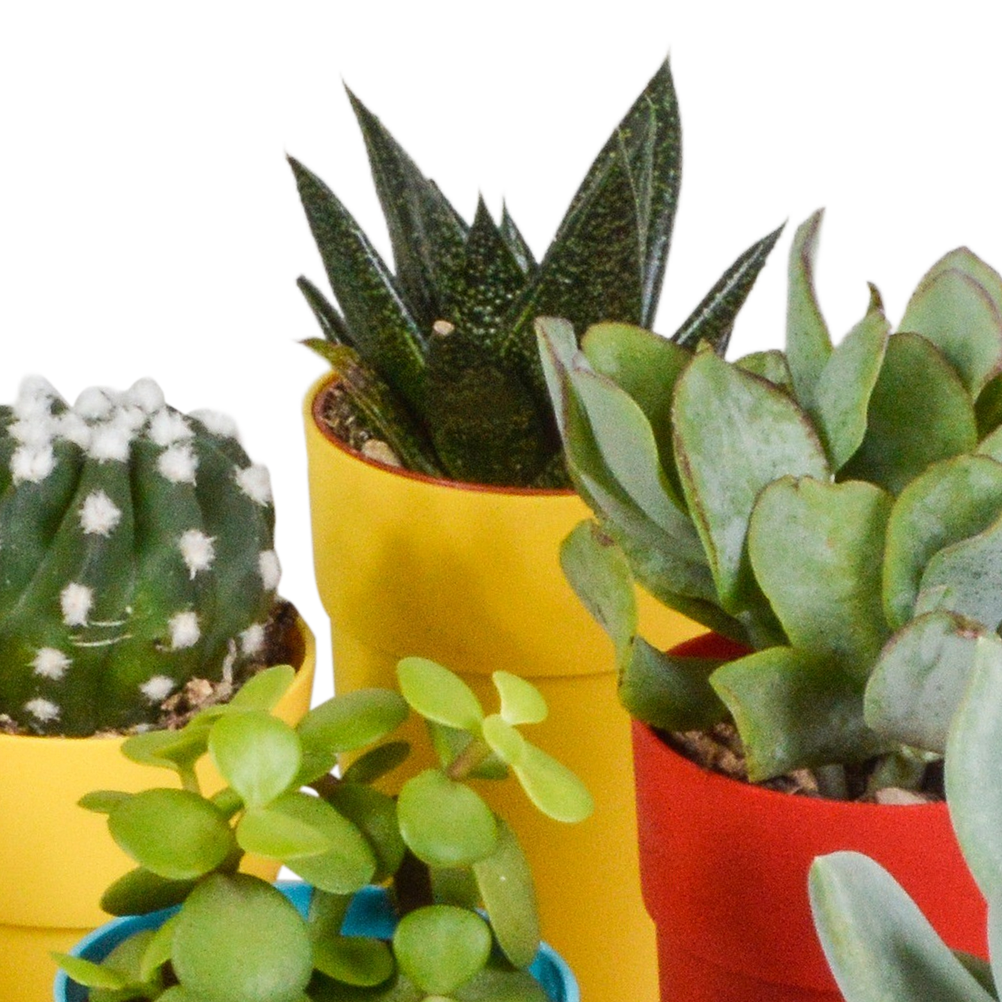 Cactus en vetplanten Mischung 5,5 cm | 15 stück - in gekleurde plasticpot - Pflanzfix24.de - Pflanzfix24.de