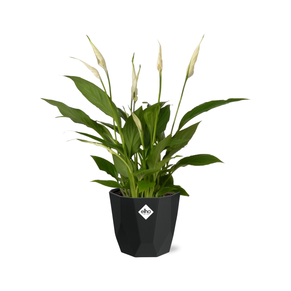 Spathiphyllum 12cm Torelli in 14cm b.for rock living black - Pflanzfix24