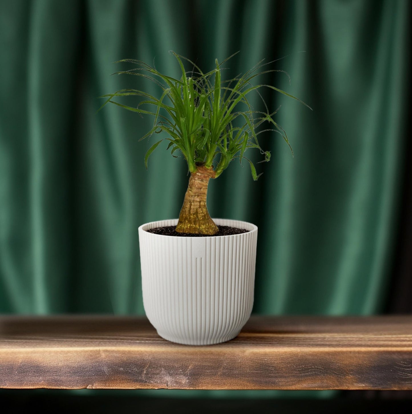 Beaucarnea Nolina - Ø14cm - ↕40cm - Pflanzfix24