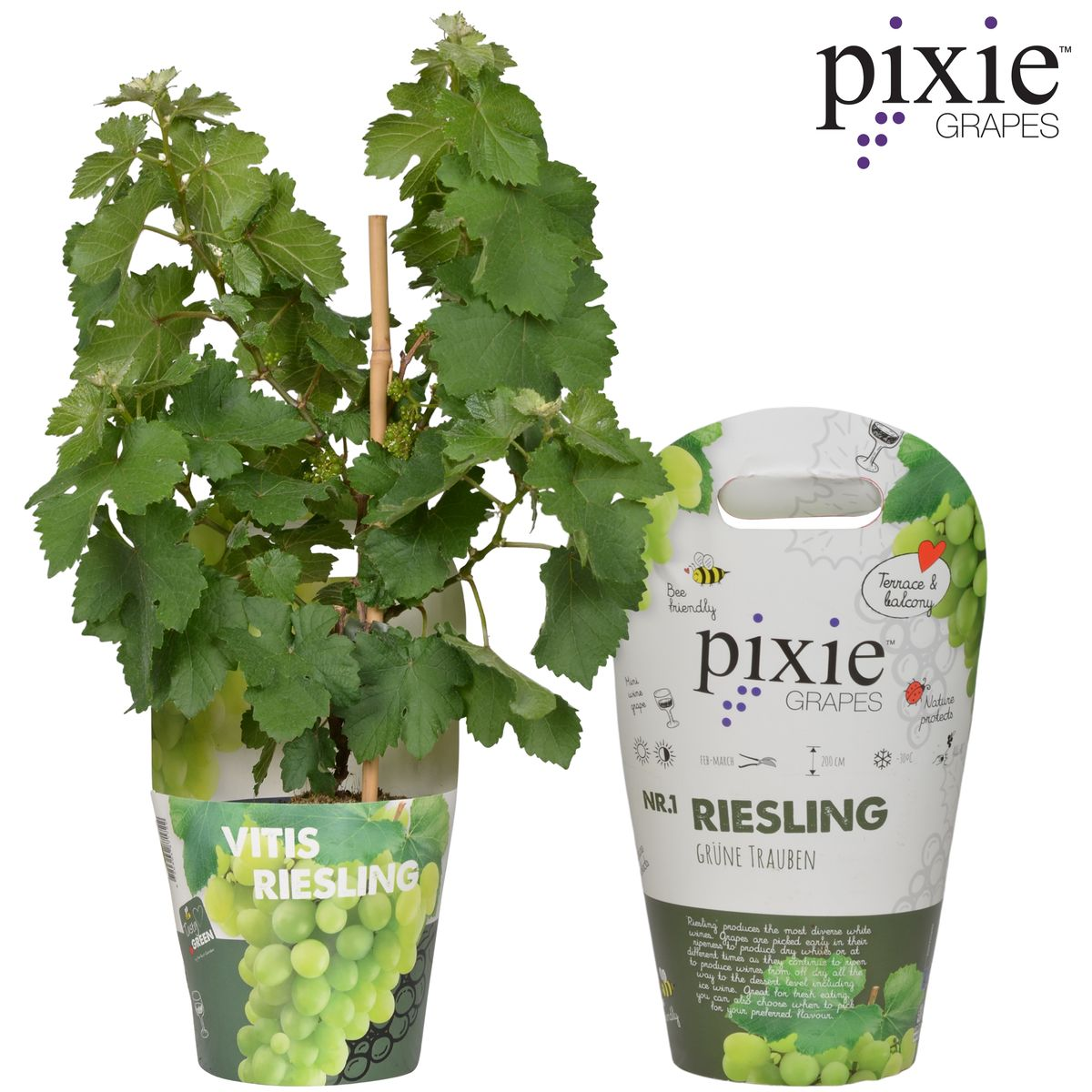 Vitis Pixie Riesling – Zwergweinrebe | Pflanzfix24.de - Pflanzfix24.de