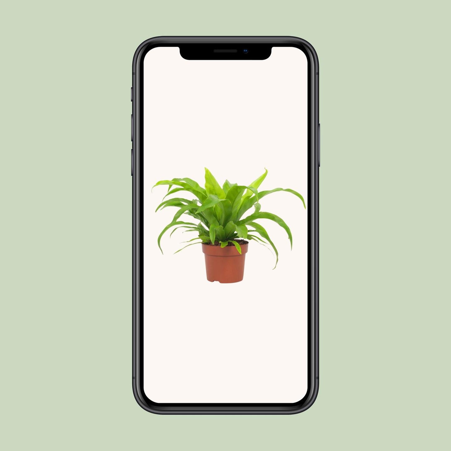 Asplenium Antiquum 12cm - Ø12cm - ↕19cm bei Pflanzfix24.de - Pflanzfix24.de