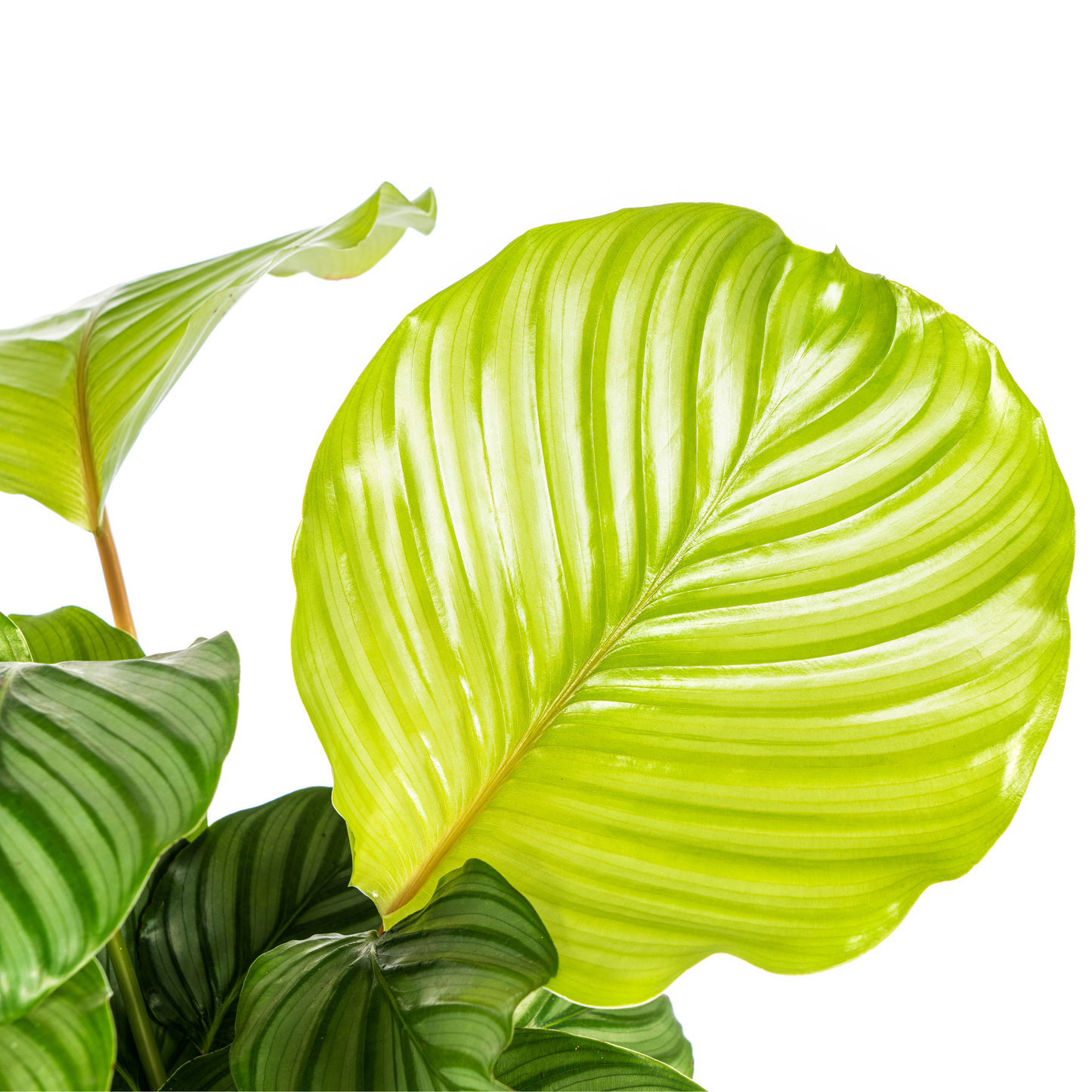 Calathea Orbifolia Ø17cm - ↕40 - 50cm - Pflanzfix24.de - Pflanzfix24.de