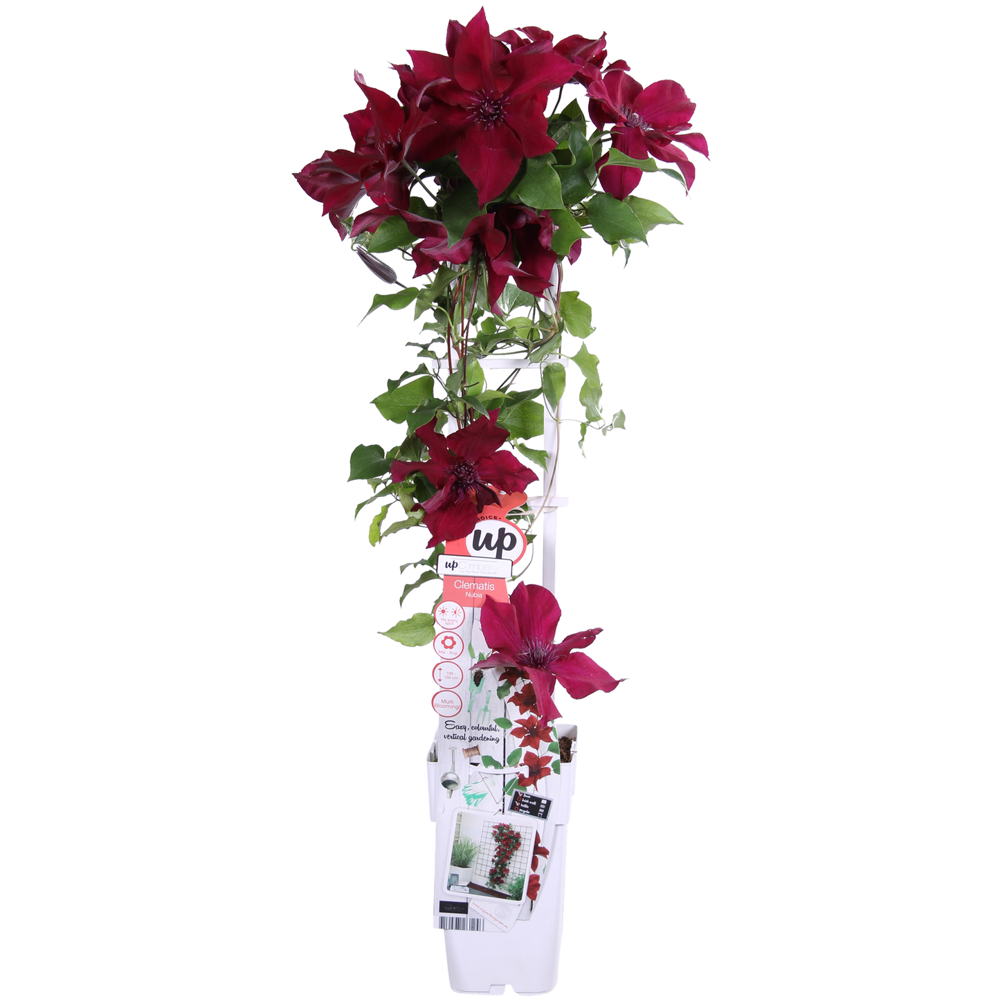 Clematis Nubia - Clematis Evison Rot - Ø15cm - ↕65cm - Pflanzfix24.de - Pflanzfix24.de