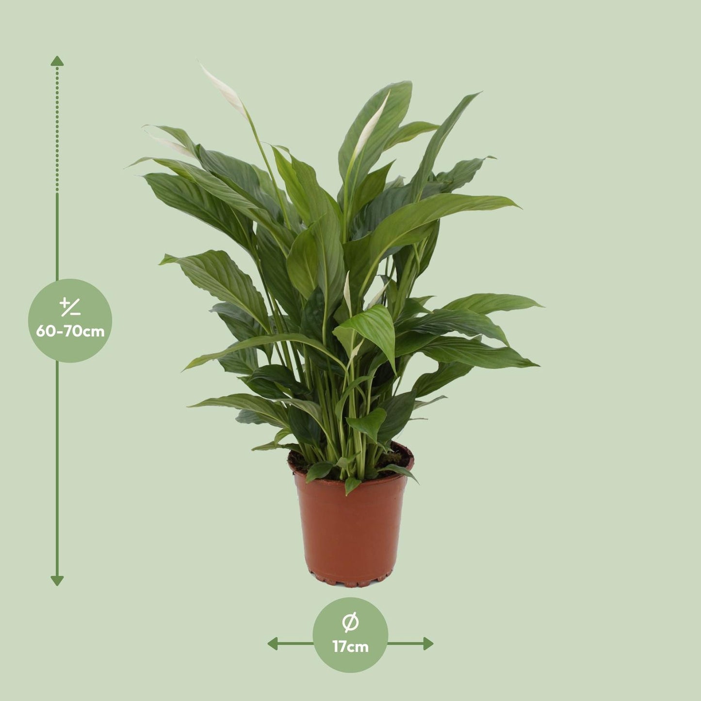 Spathiphyllum Torelli Ø17cm – elegante Friedenslilie | pflanzfix24.de - Pflanzfix24.de