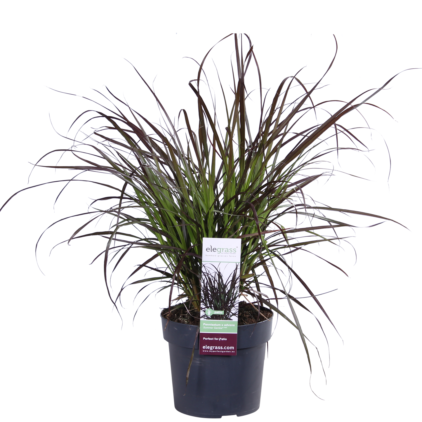 Pennisetum x advena 'Summer Samba' - Ø19cm - ↕50cm - Pflanzfix24