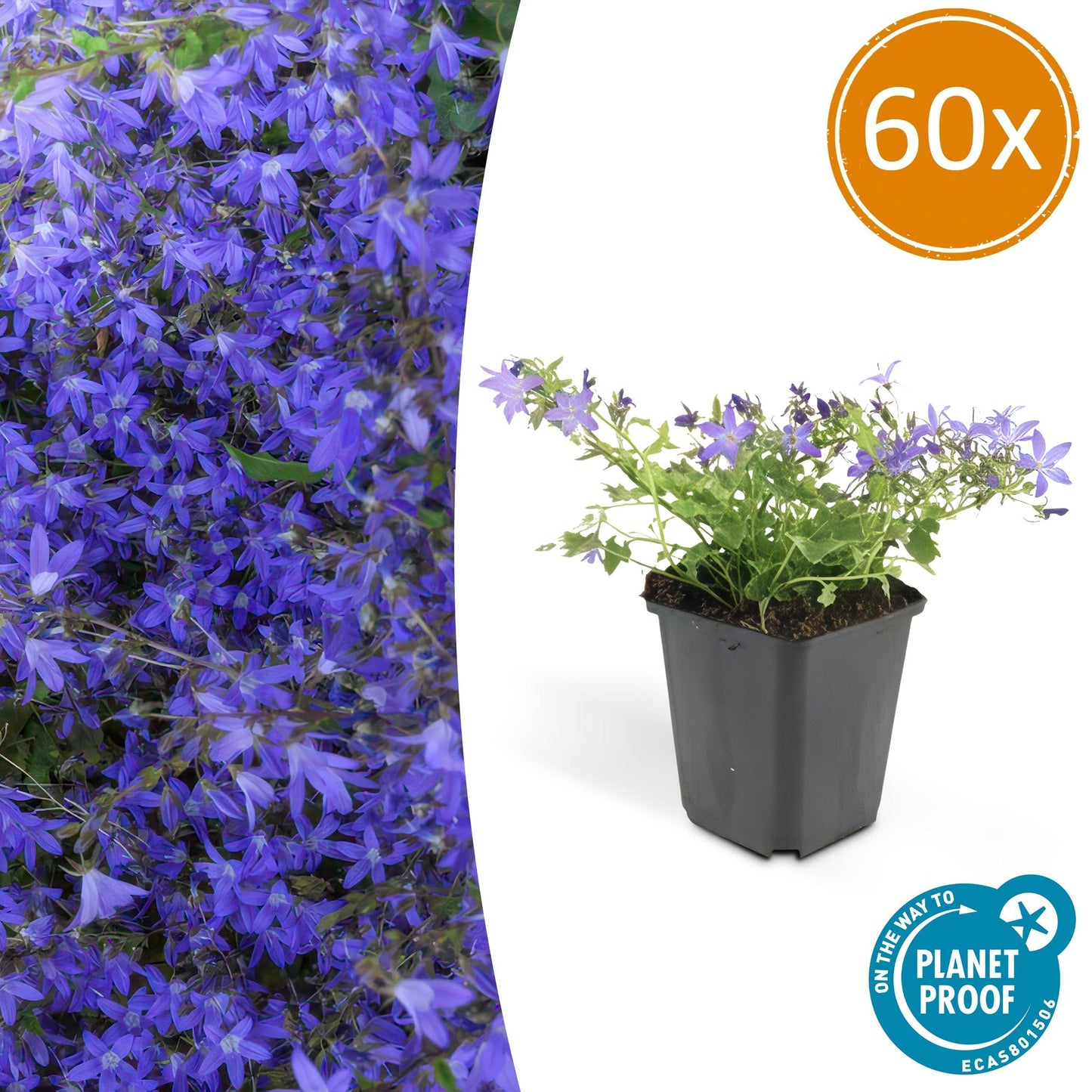 60x Campanula poscharskyana 'Stella' - Pflanzfix24