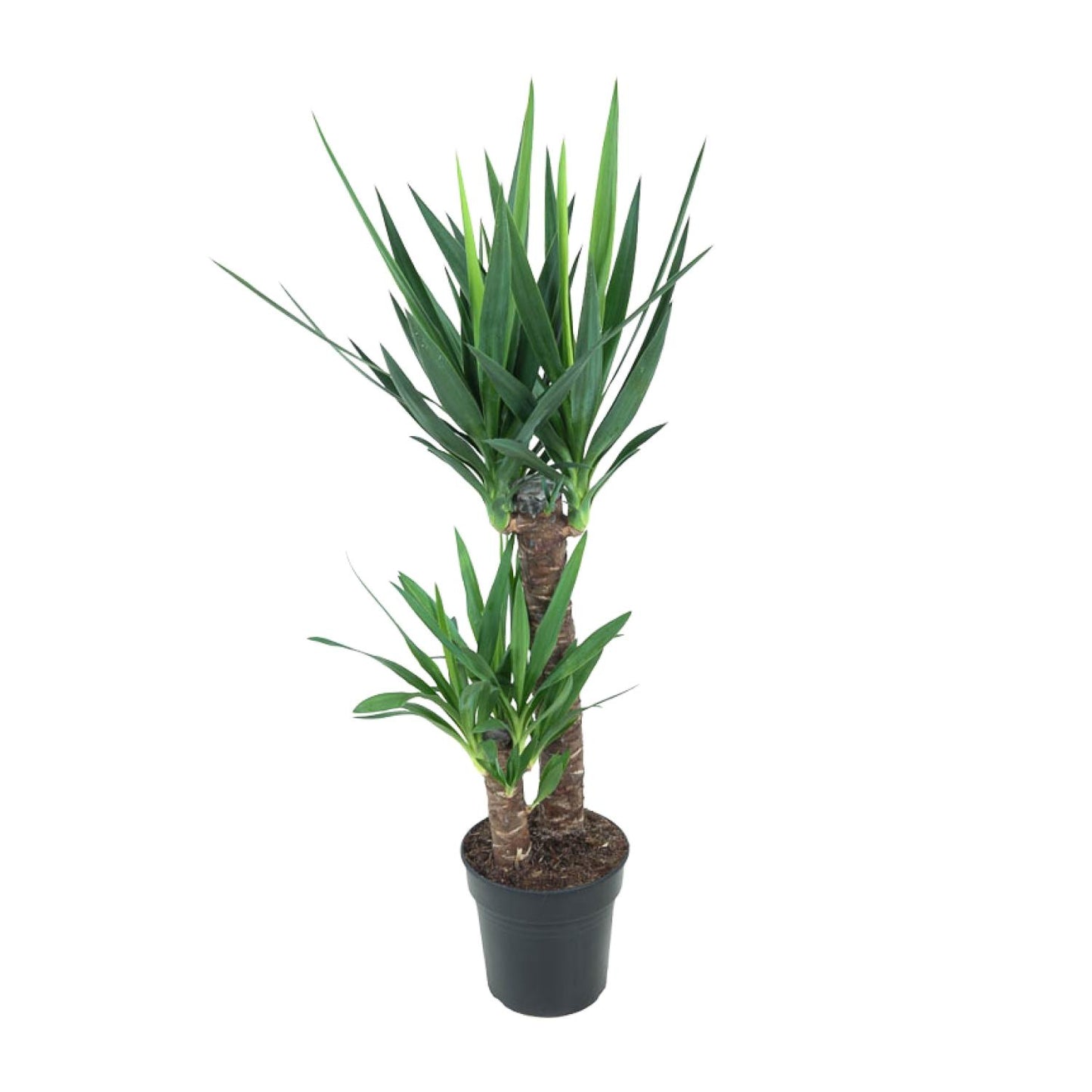 Yucca Elephantipes 100cm Ø21cm – Pflegeleichte Zimmerpflanze | Pflanzfix24.de - Pflanzfix24.de