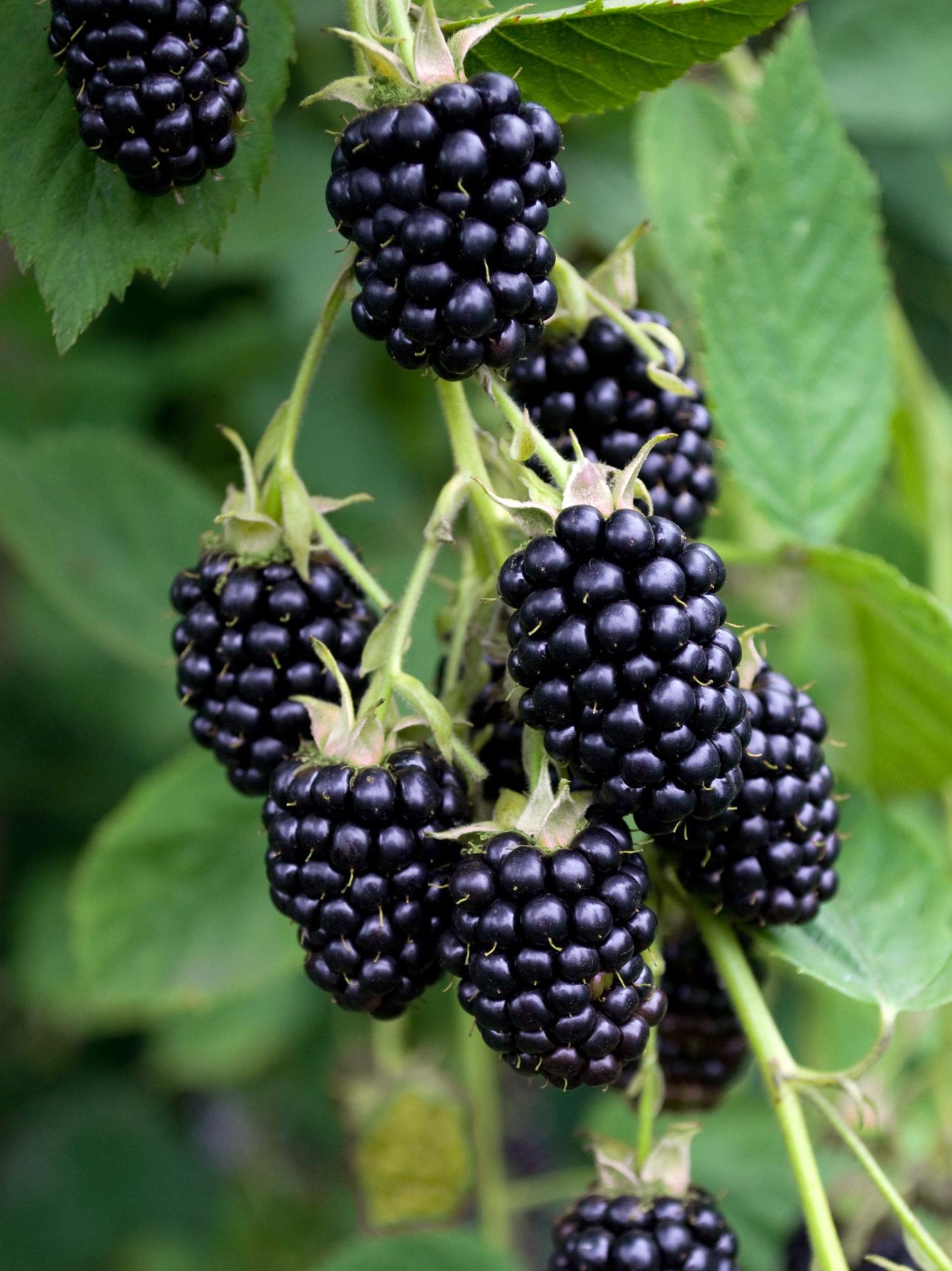 Rubus fruticosus Black Satin Ø13cm – dornenlose Brombeere | Pflanzfix24.de - Pflanzfix24.de