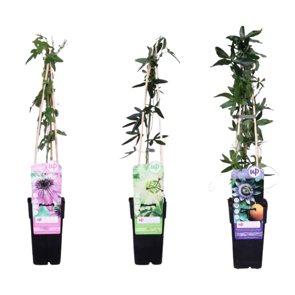 3x - Passiflora mix - ↨65cm - Ø15 - Pflanzfix24