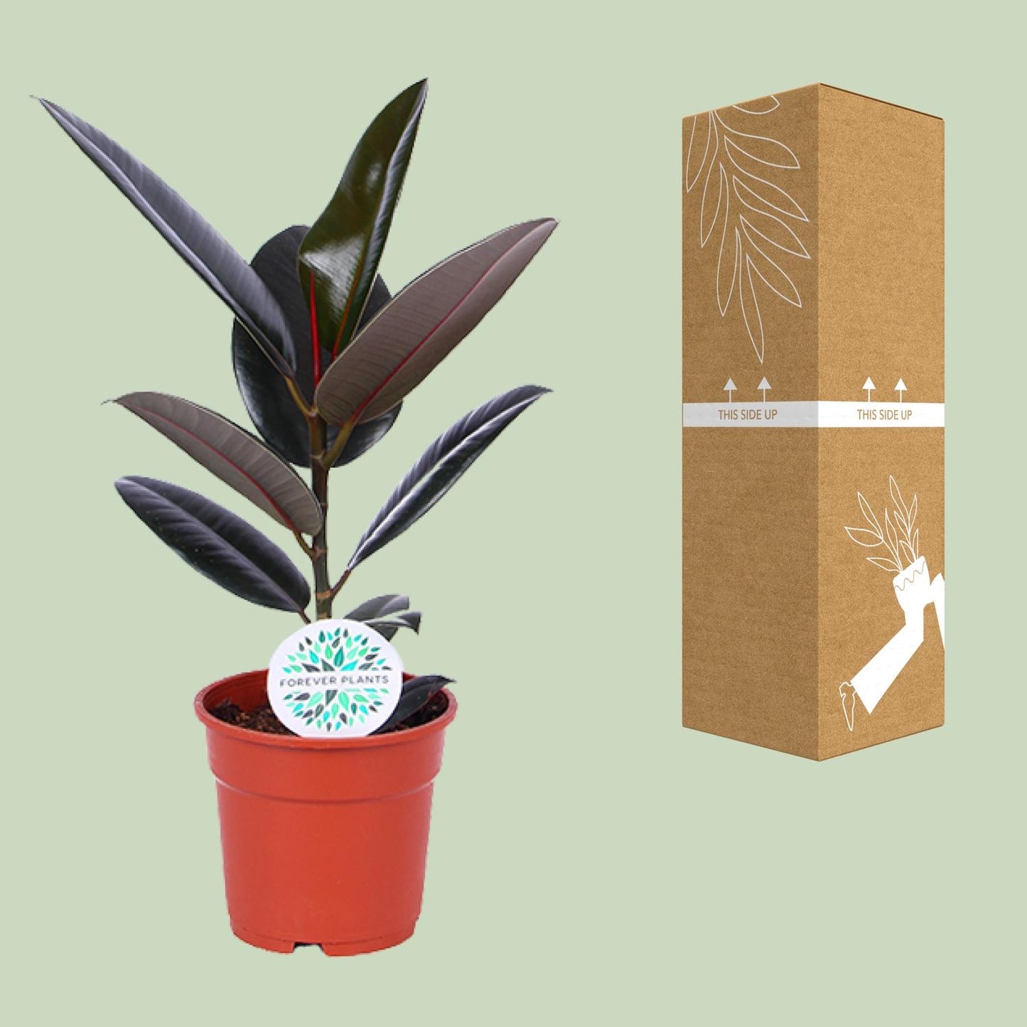 Ficus Elastica Abidjan - Ø17cm - ↕55cm - pflanzfix24