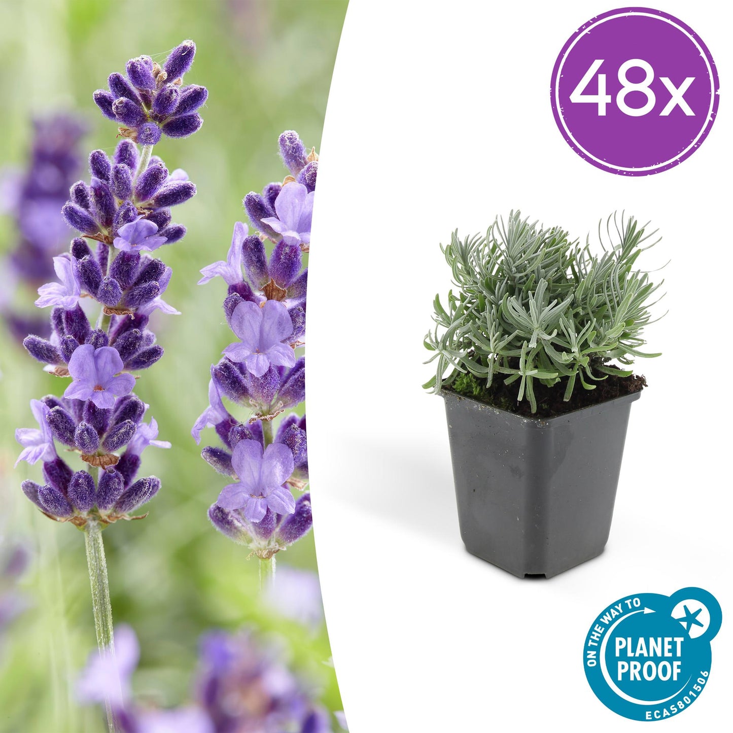 48x Lavandula 'Hidcote' - Pflanzfix24
