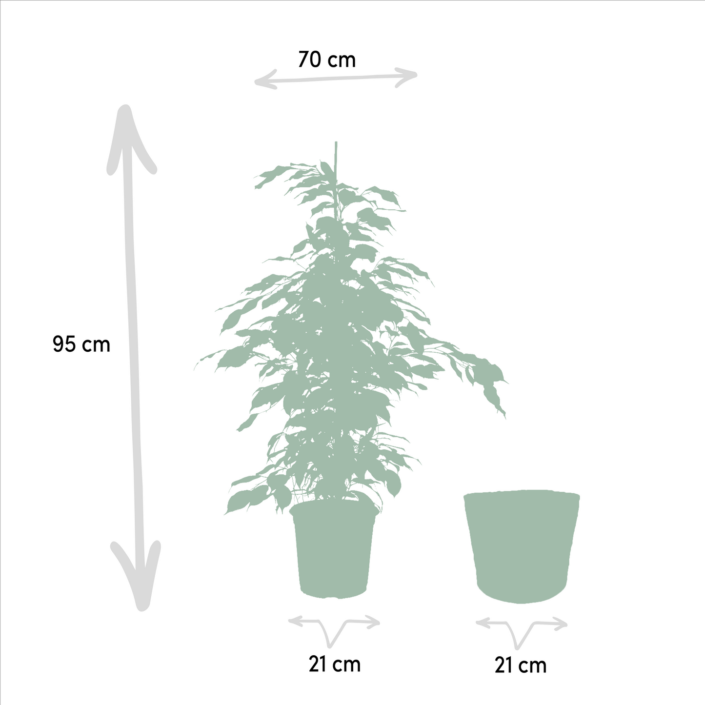 Ficus Benjamina Danielle - Ø21cm - ↕95cm + Korb Selin - Pflanzfix24