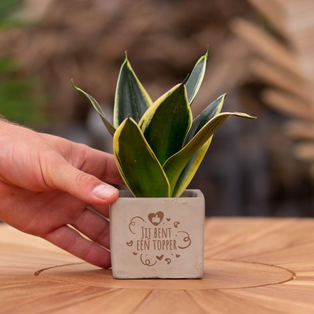 Congreet plantpots + Sansevieria | Jij bent een topper - Pflanzfix24.de - Pflanzfix24.de