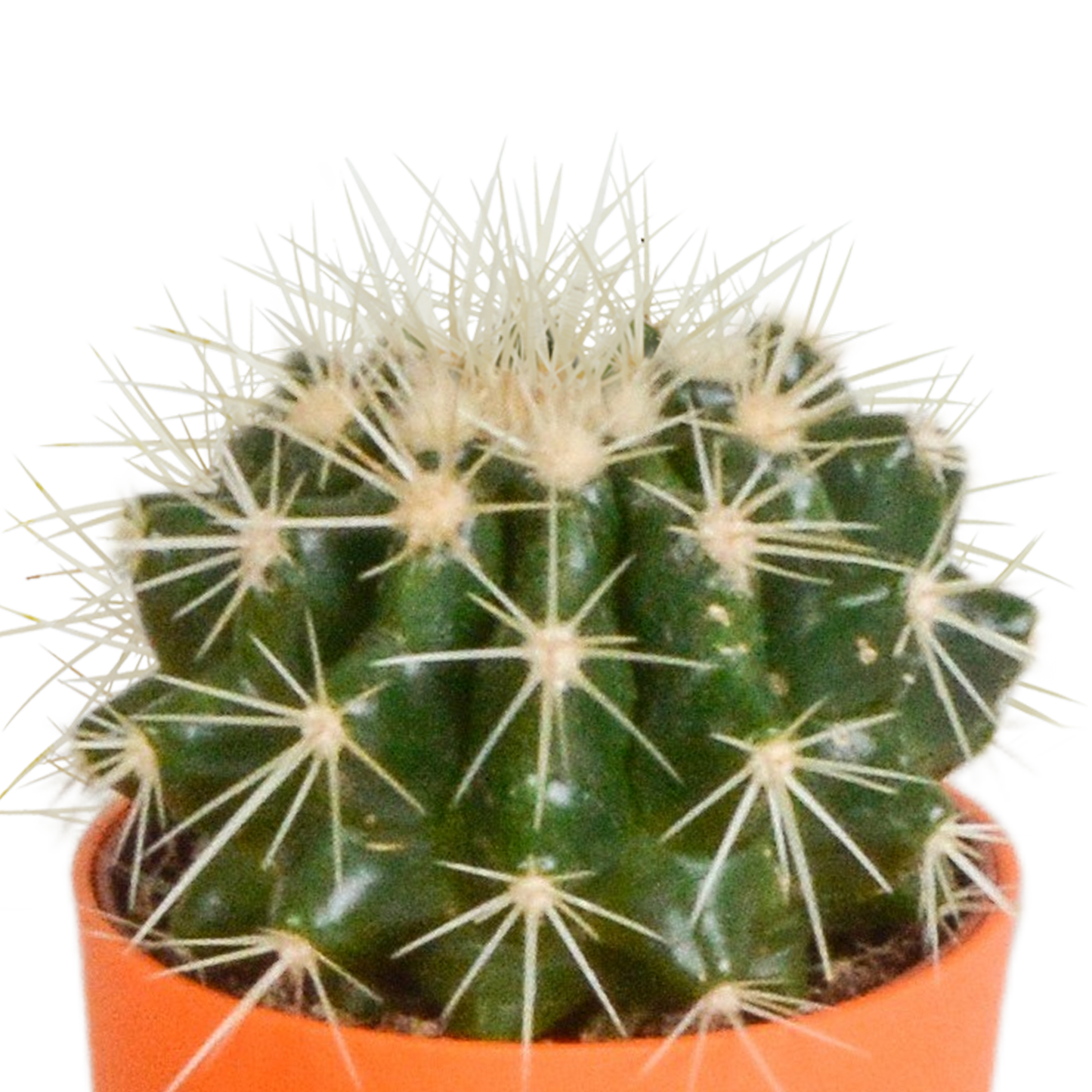 Kakteenmischung 5,5 cm - 5x - in gekleurde plasticpot - Pflanzfix24.de - Pflanzfix24.de
