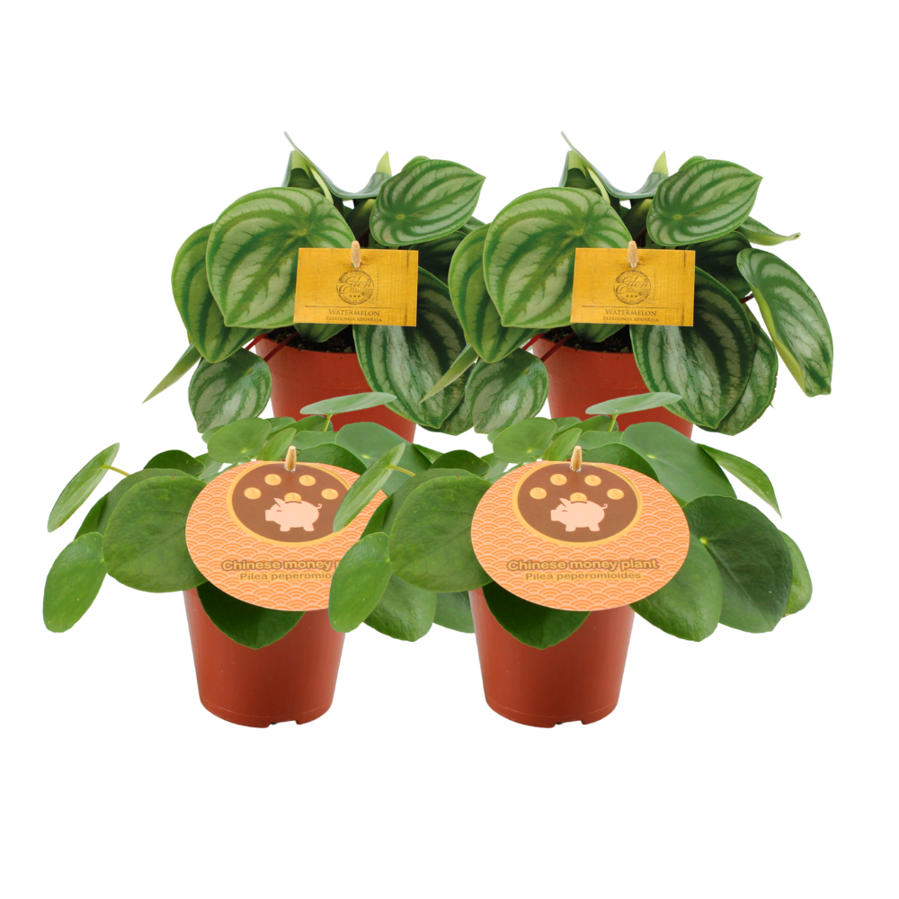 2x Peperomia Argyreia + 2x Pilea Peperomioides - 4 stuks- Ø12cm - ↕20cm - Pflanzfix24
