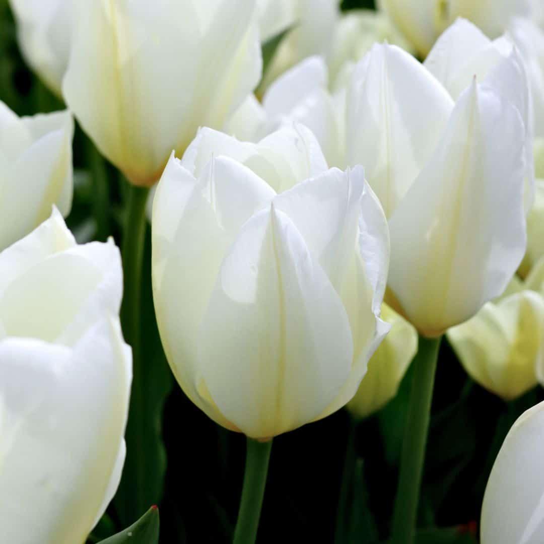 Flowerbulbs Amsterdam - Dutch Tulip Mix - Luxusbox mittel, 40 Blumenzwiebeln für 1 m² Blumenpracht - Größe 12+ - Pflanzfix24