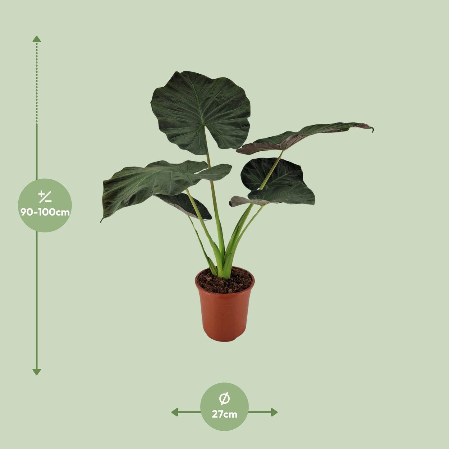 Alocasia Regal Shield - Ø27cm - ↕100cm bei Pflanzfix24