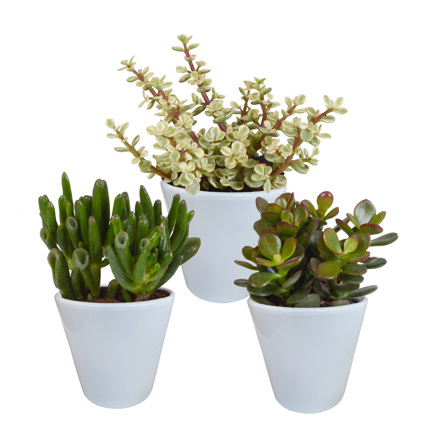Crassula-Mix 8,5 cm - 3x - in witte pot - Pflanzfix24.de - Pflanzfix24.de