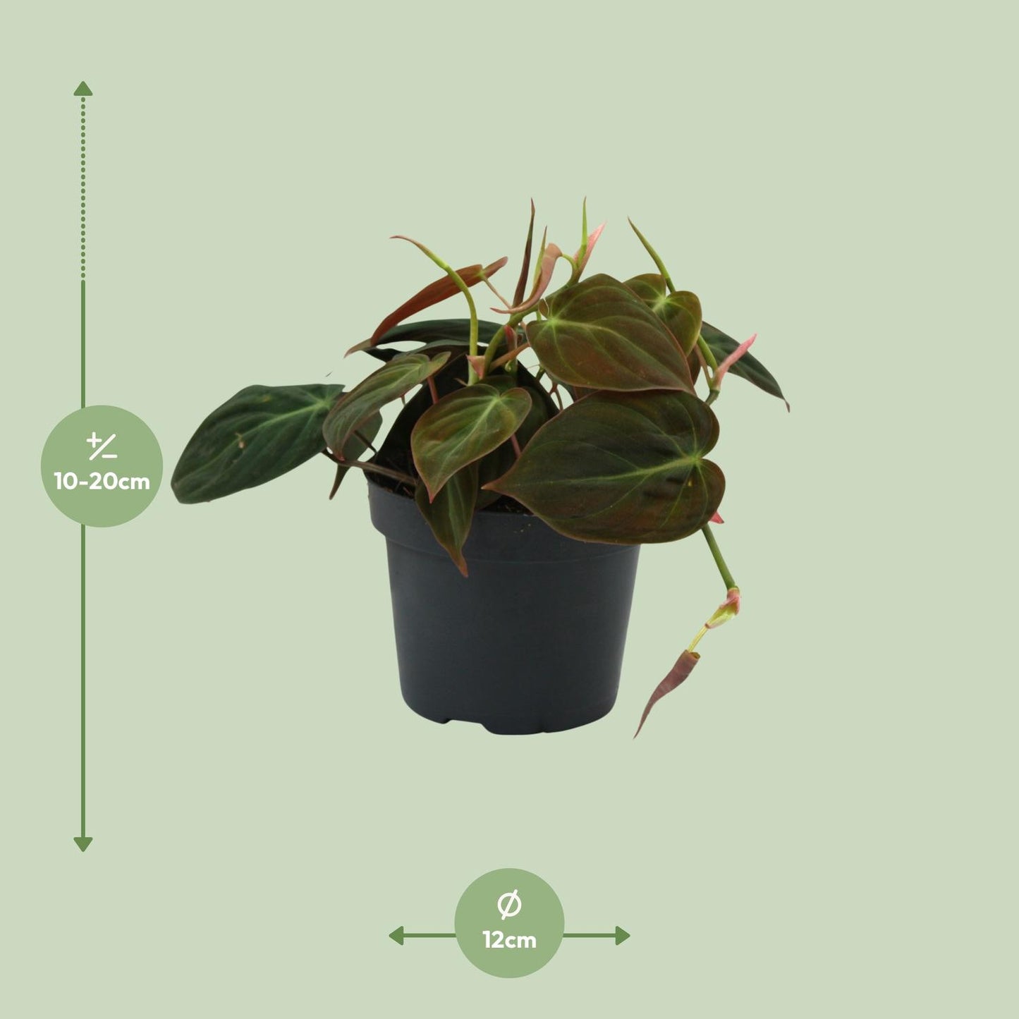 Philodendron Micans - Ø12cm - ↕15cm bei Pflanzfix24
